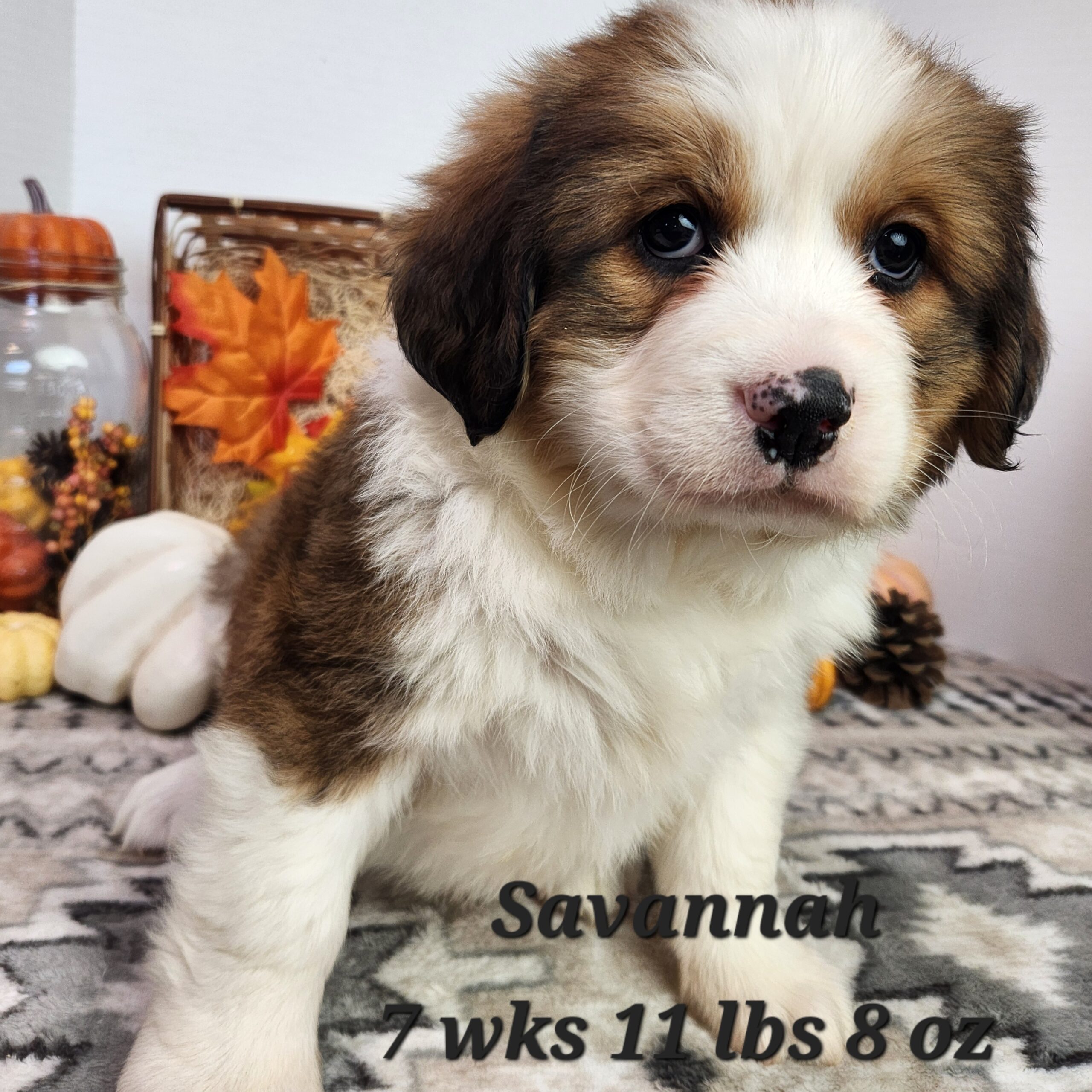 Great Bernese aka Great Pyrenees and Bernese Mountain dog puppy. Female in Nebraska