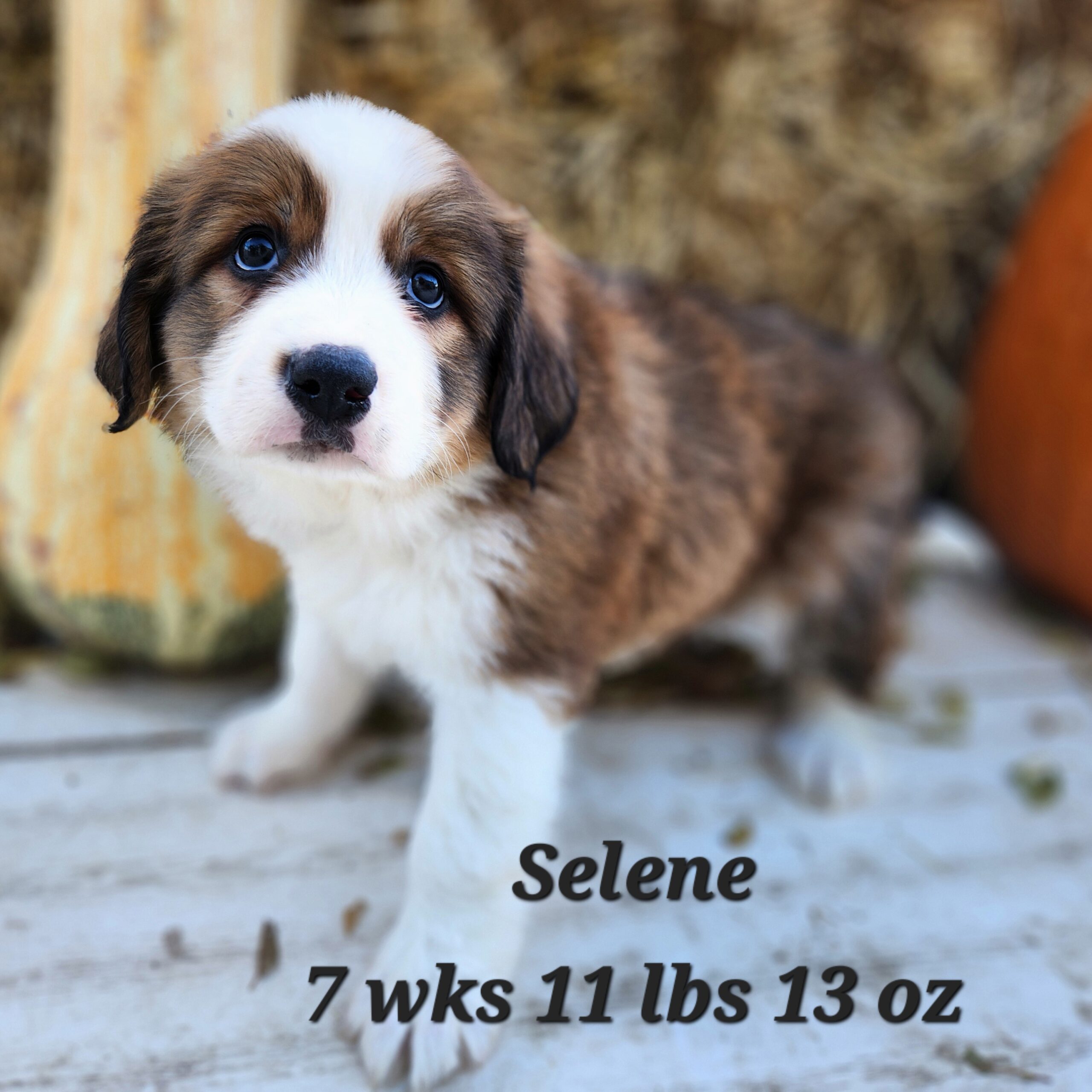 Great Bernese aka Great Pyrenees and Bernese Mountain dog puppy. Female in Nebraska