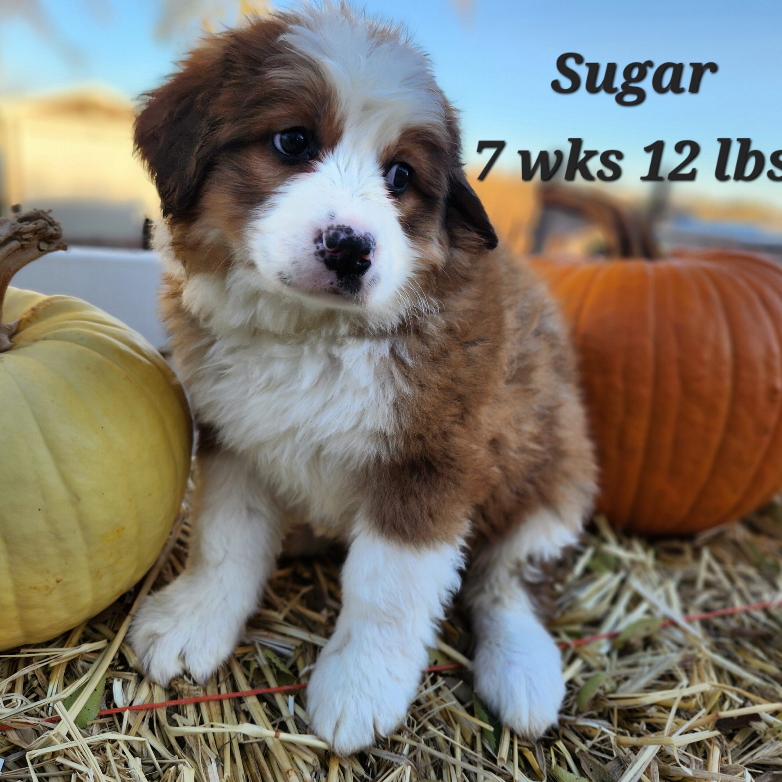 Great Bernese aka Great Pyrenees and Bernese Mountain dog puppy. Female in Nebraska