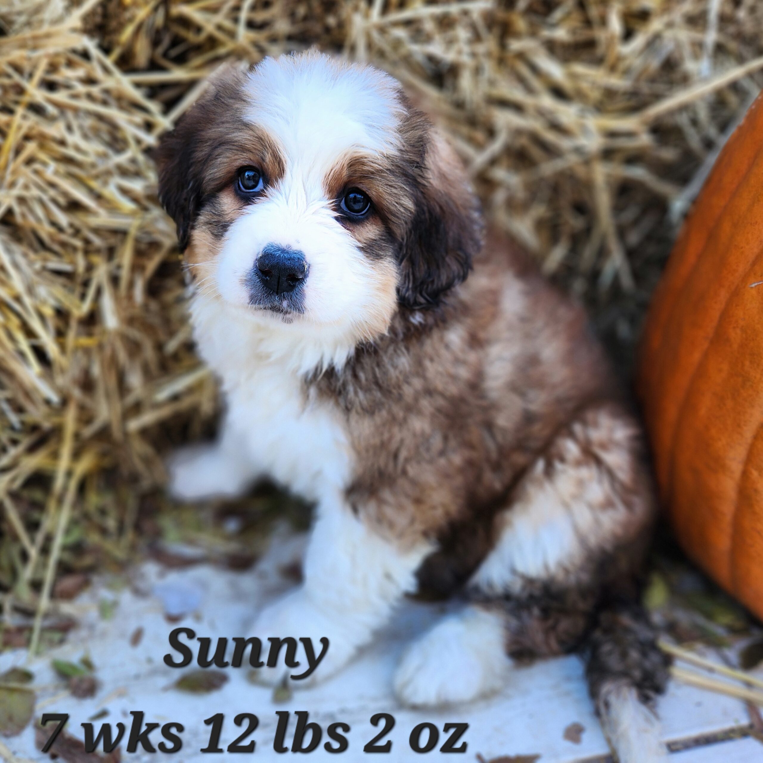 Great Bernese aka Great Pyrenees and Bernese Mountain dog puppy. Female in Nebraska