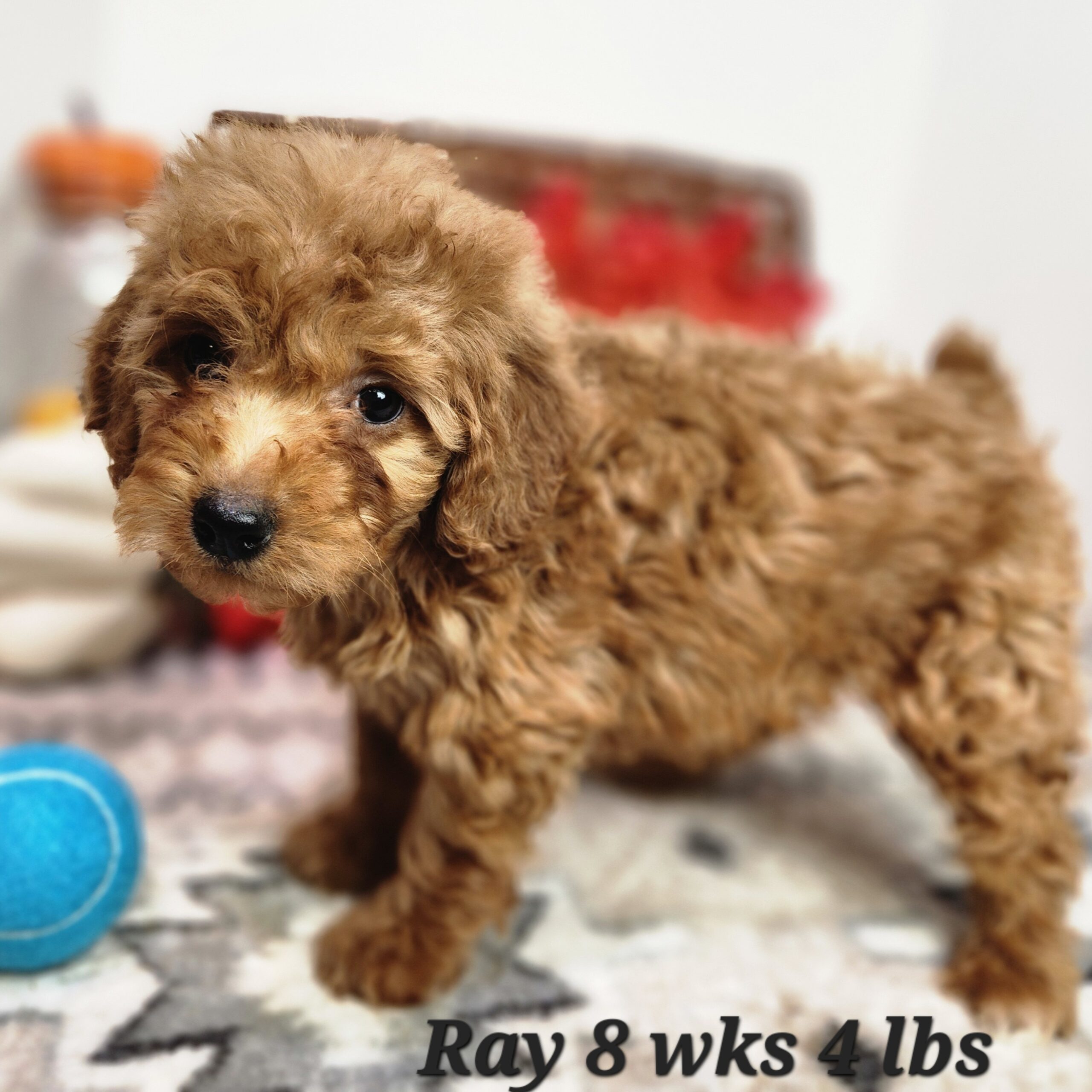 a dog sitting next to a ball. red mini goldendoodle with straighter hair in Nebraska