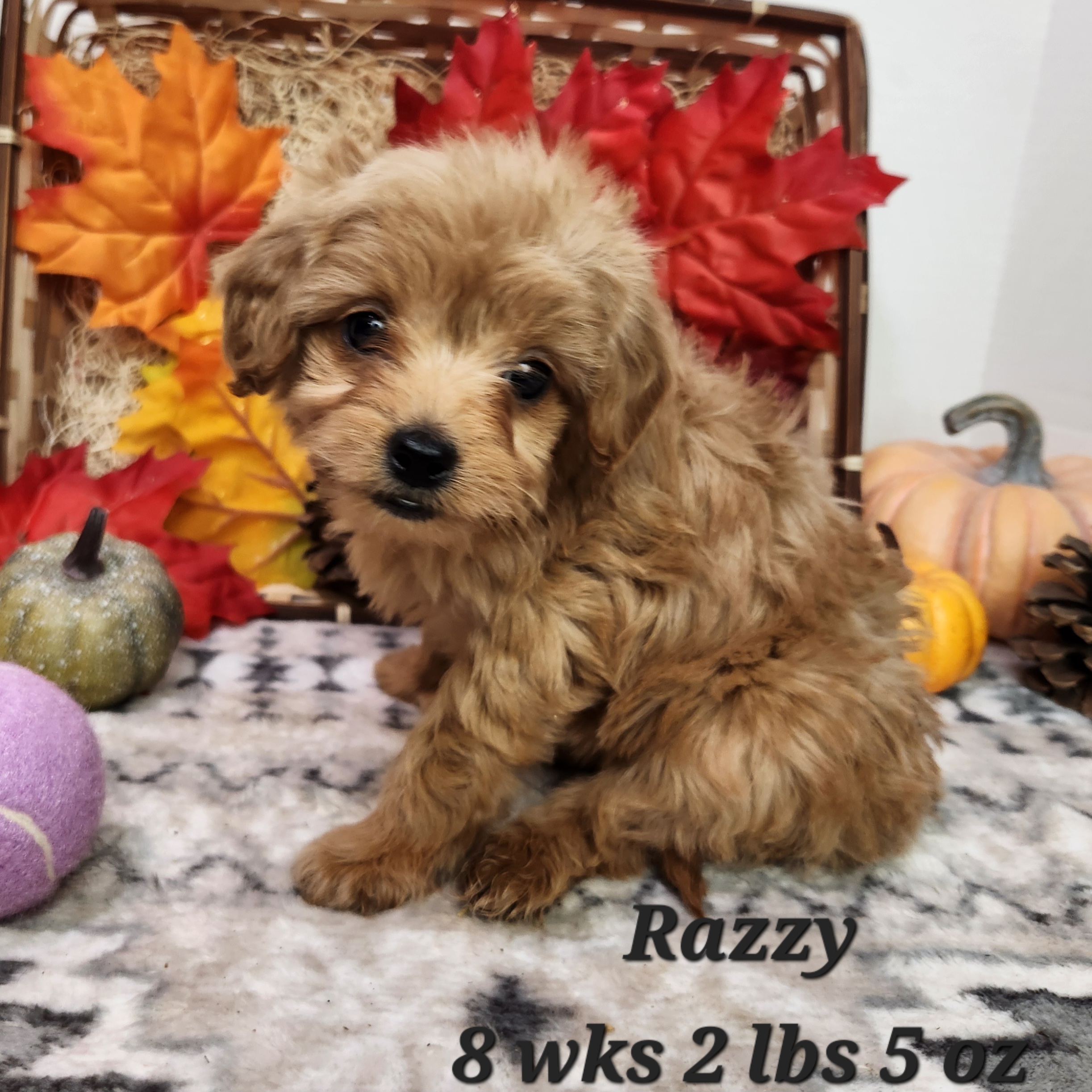 Female Red Mini Goldendoodle in Nebraska