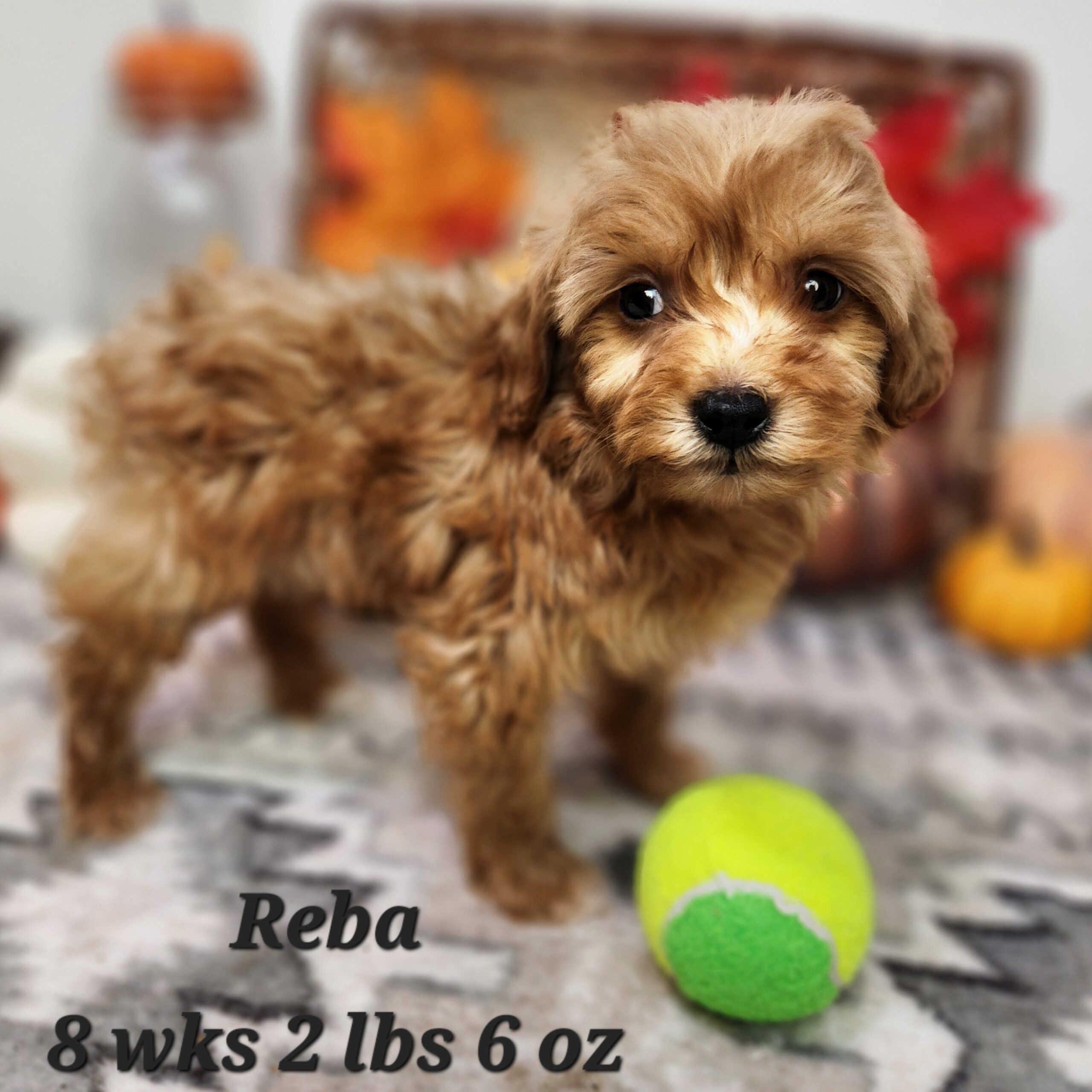 chocolate or blue merle mini goldendoodle in Nebraska