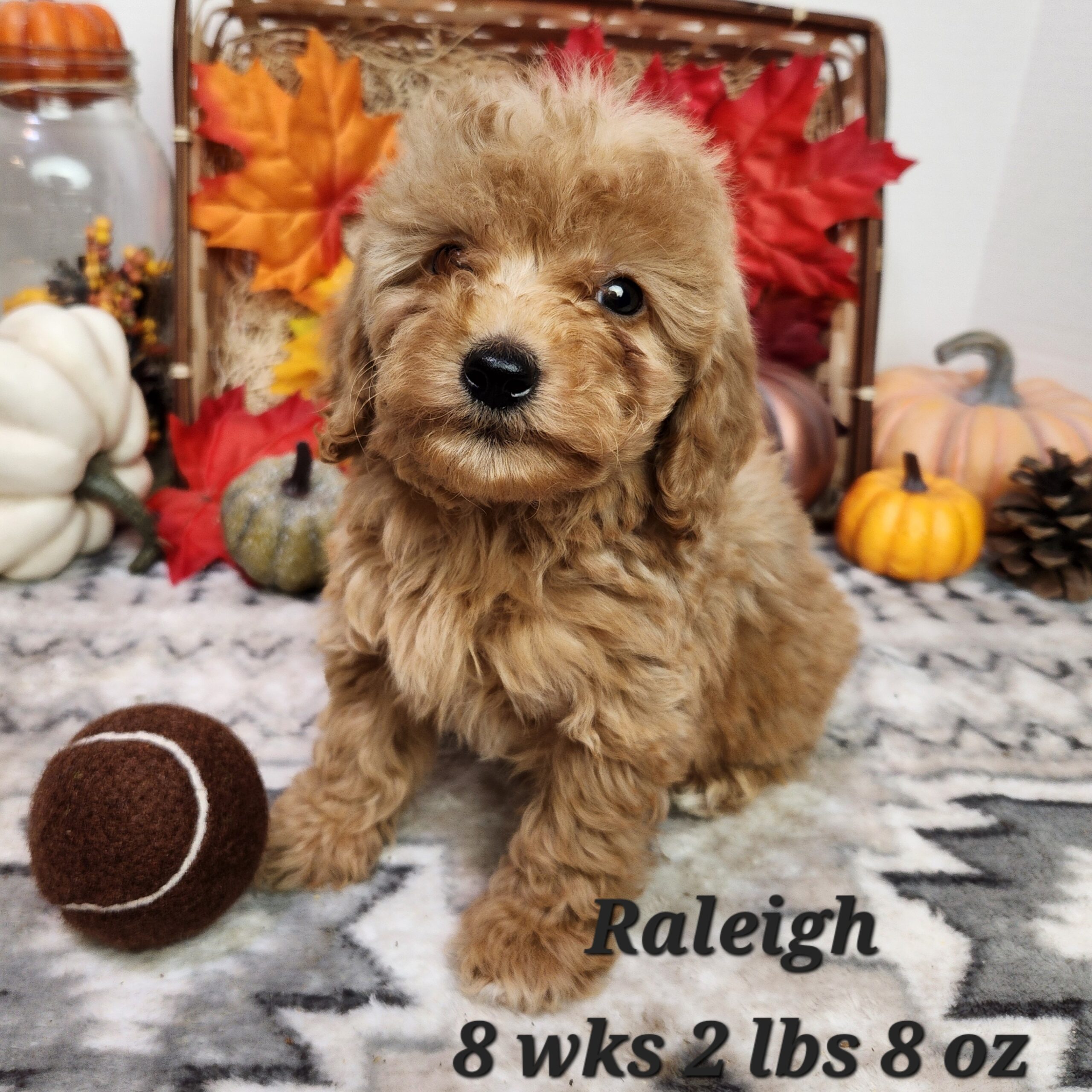 a brown puppy sitting on a pink carpet with fall leaves