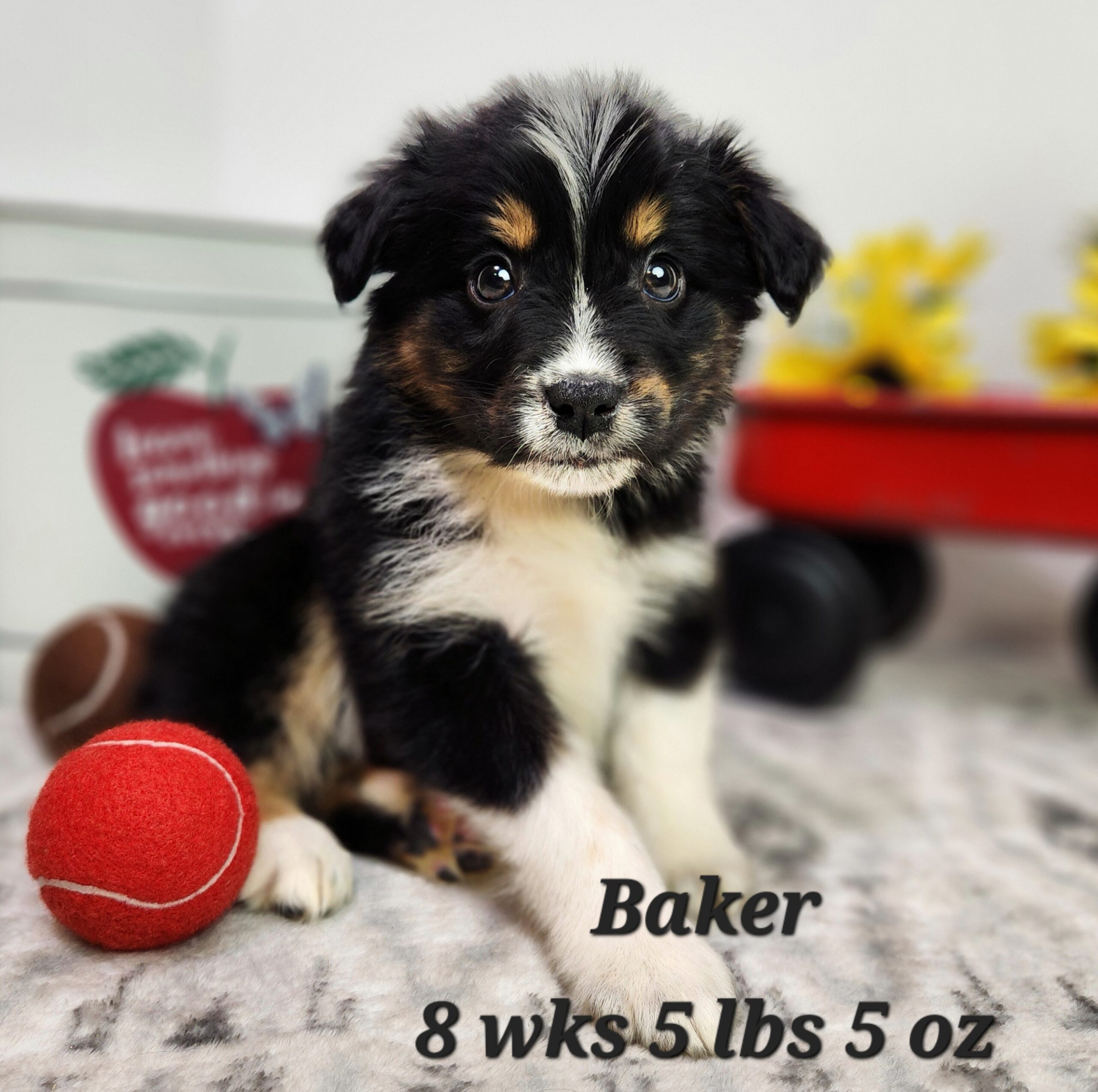 australian shepherd blue merle and white aussiedoodle aussiepoo