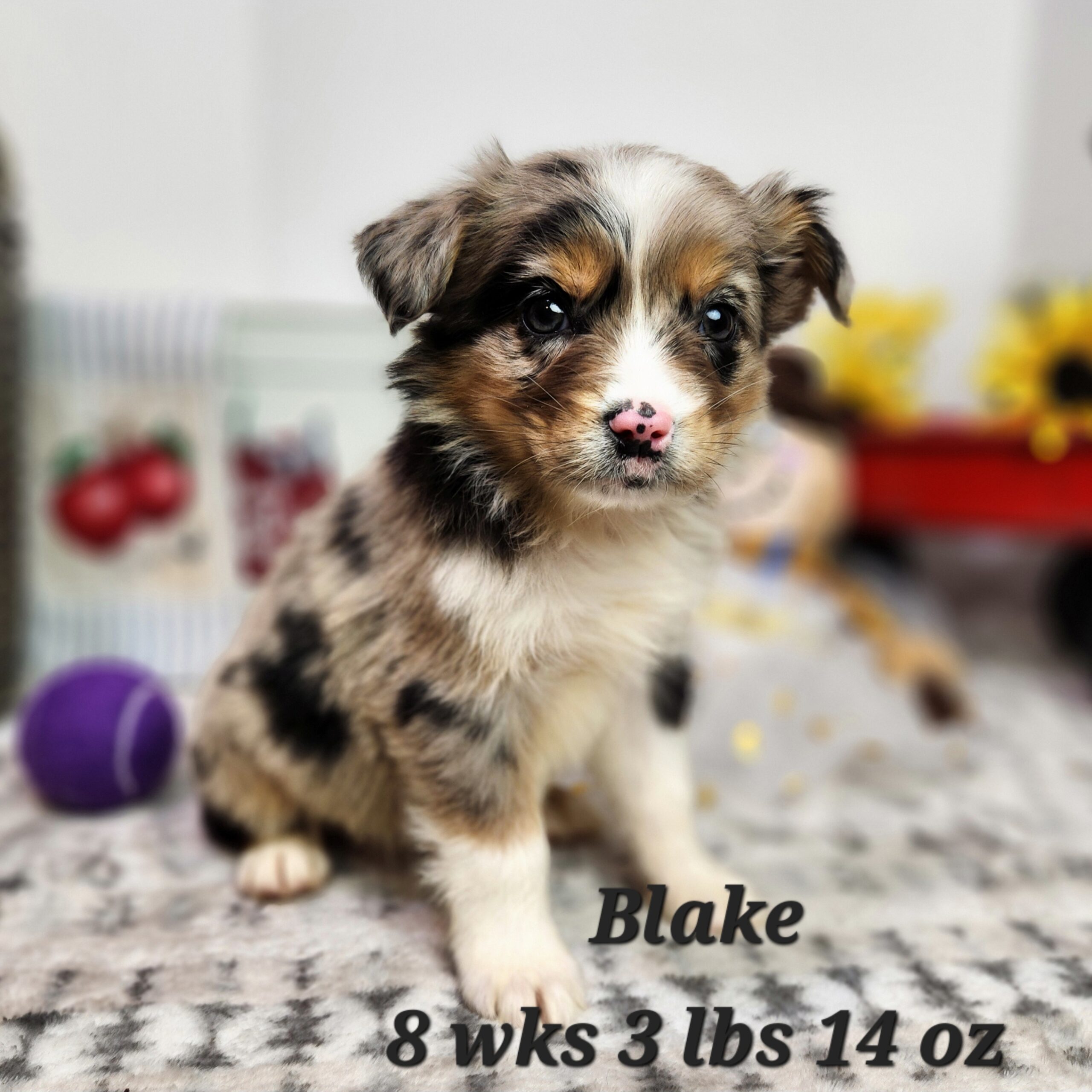 australian shepherd blue merle and white aussiedoodle aussiepoo