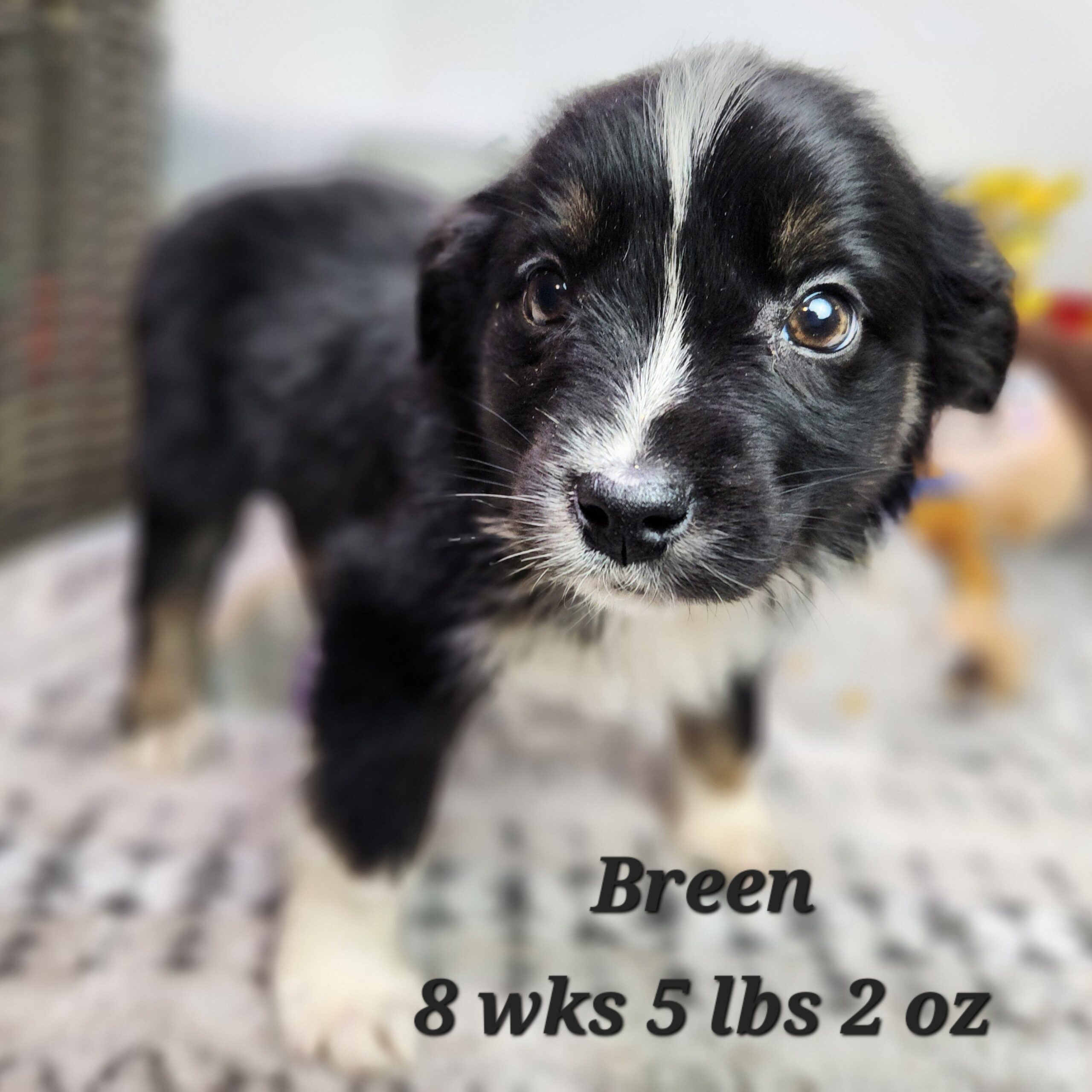 australian shepherd blue merle and white aussiedoodle aussiepoo