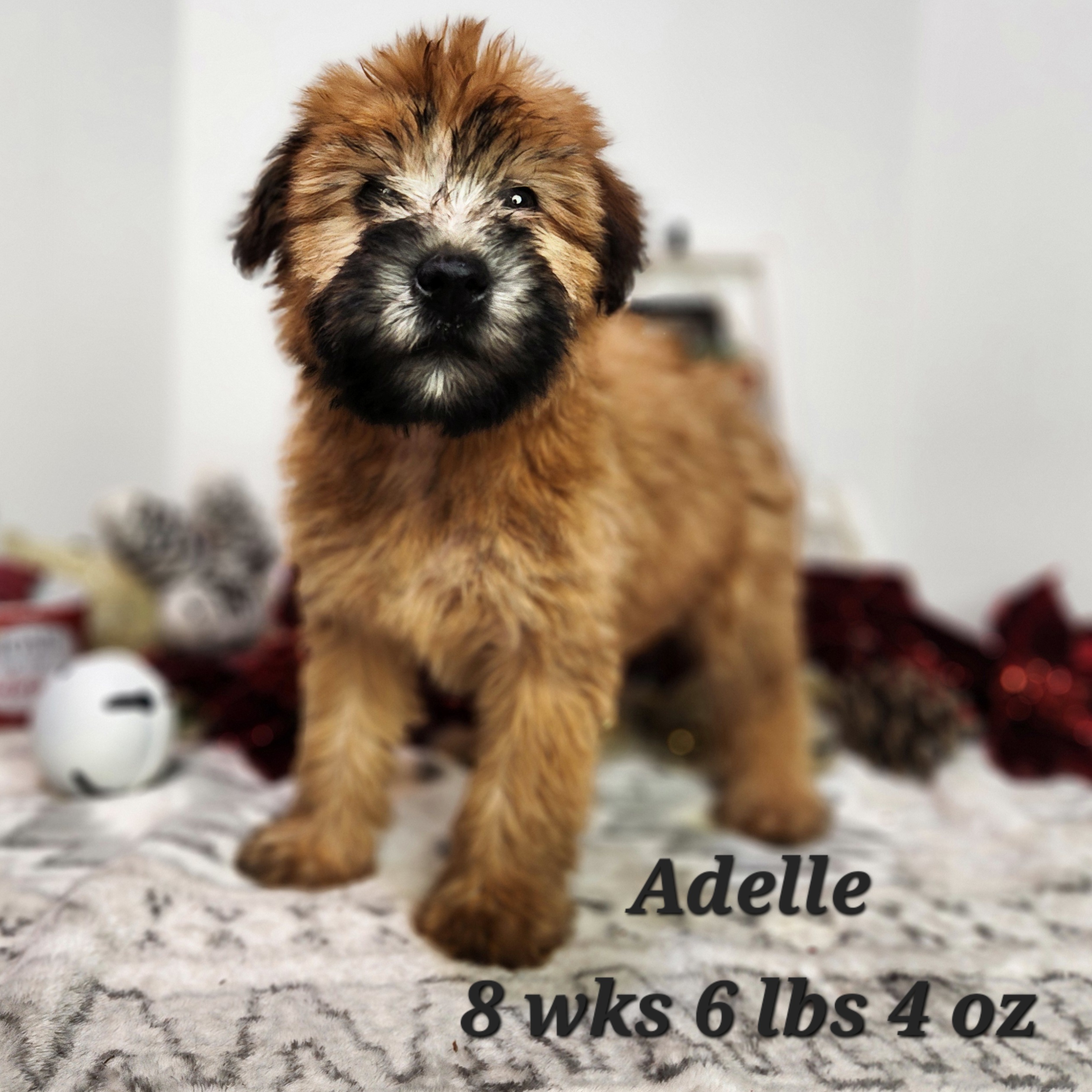 Great Bernese aka Great Pyrenees and Bernese Mountain dog puppy. Female in Nebraska