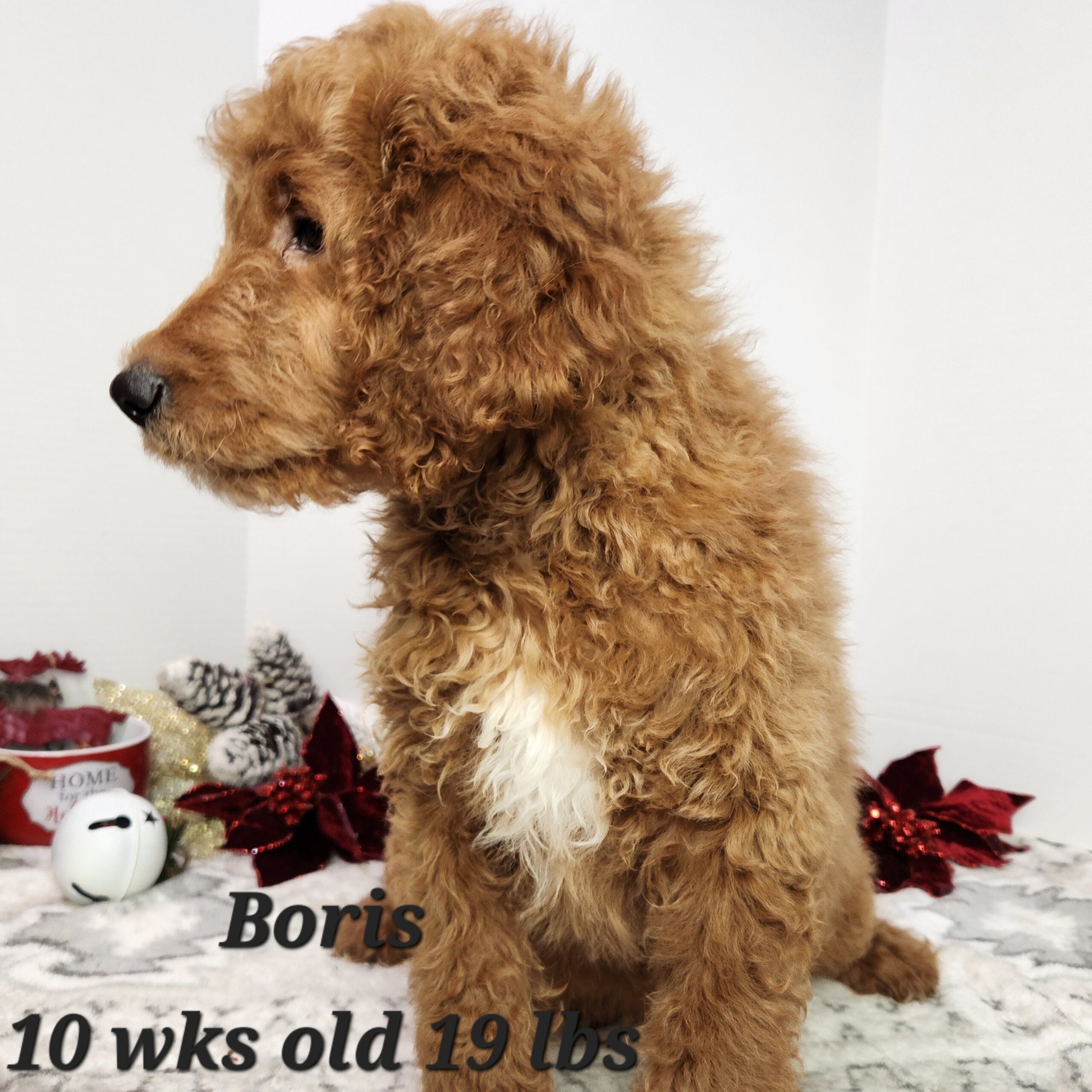 red male goldendoodle in Nebraska delivered through the united states