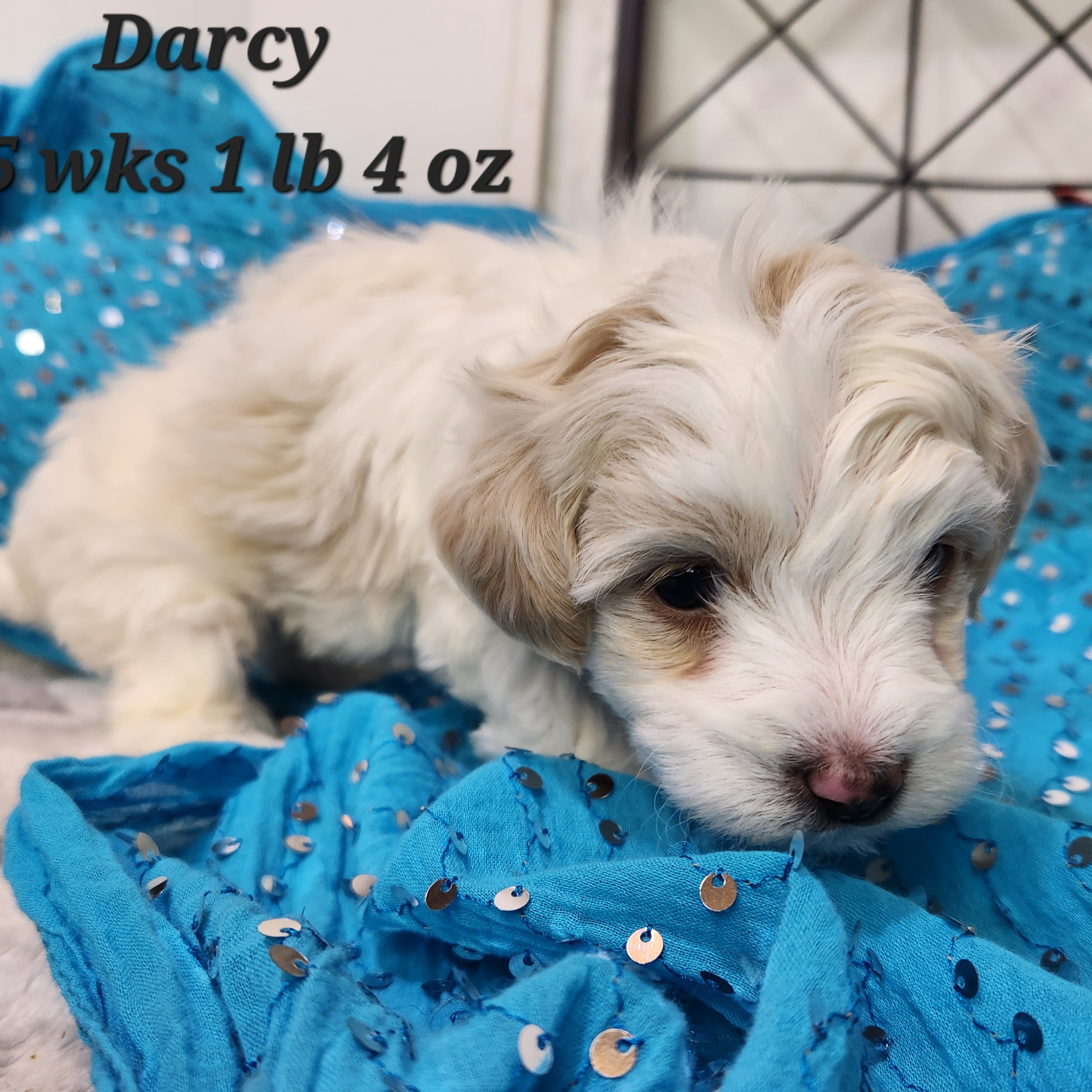 Dachshund and poodle mix.  This doxiepoo is a black male