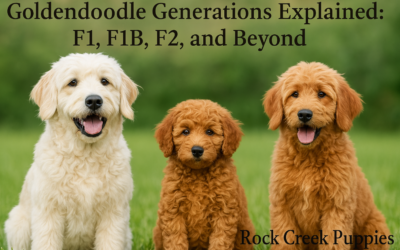 Goldendoodle Generations Explained: F1, F1B, F2, and Beyond