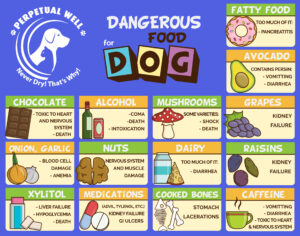 Dangerous Foods for Dogs: What Every Pet Parent Needs to Know