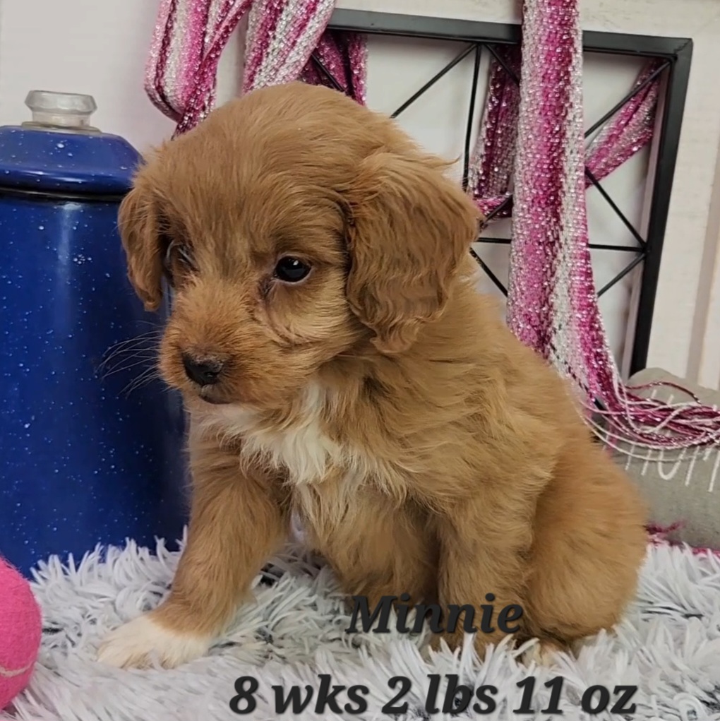 Miniature mini goldendoodle female available any where in the united states