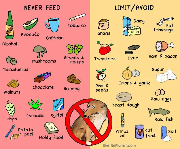 Dangerous Foods for Dogs: What Every Pet Parent Needs to Know