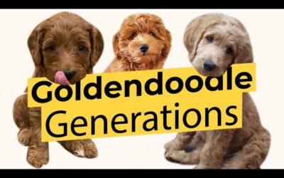 Goldendoodle Generations Explained: F1, F1B, F2, and Beyond