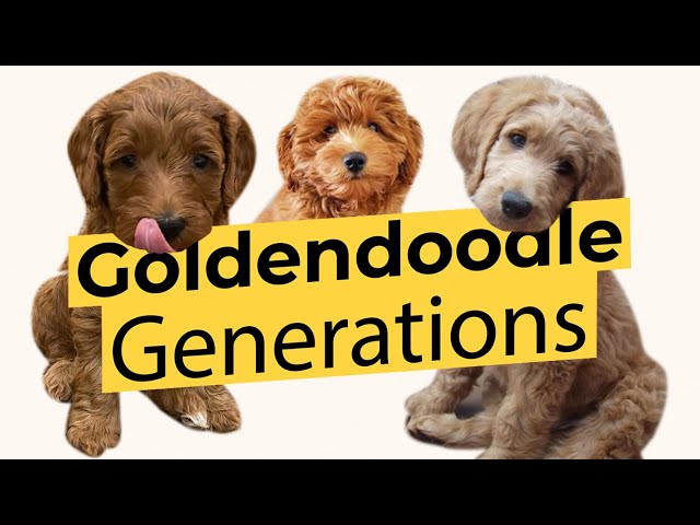 goldendoodle generations. F1 Goldendoodle, F1B Goldendoodle, F2 Goldendoodle, multigenerational Goldendoodle