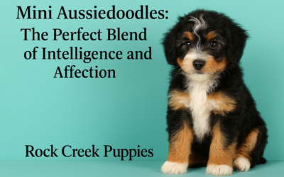 Mini Aussiedoodles: The Perfect Blend of Intelligence and Affection