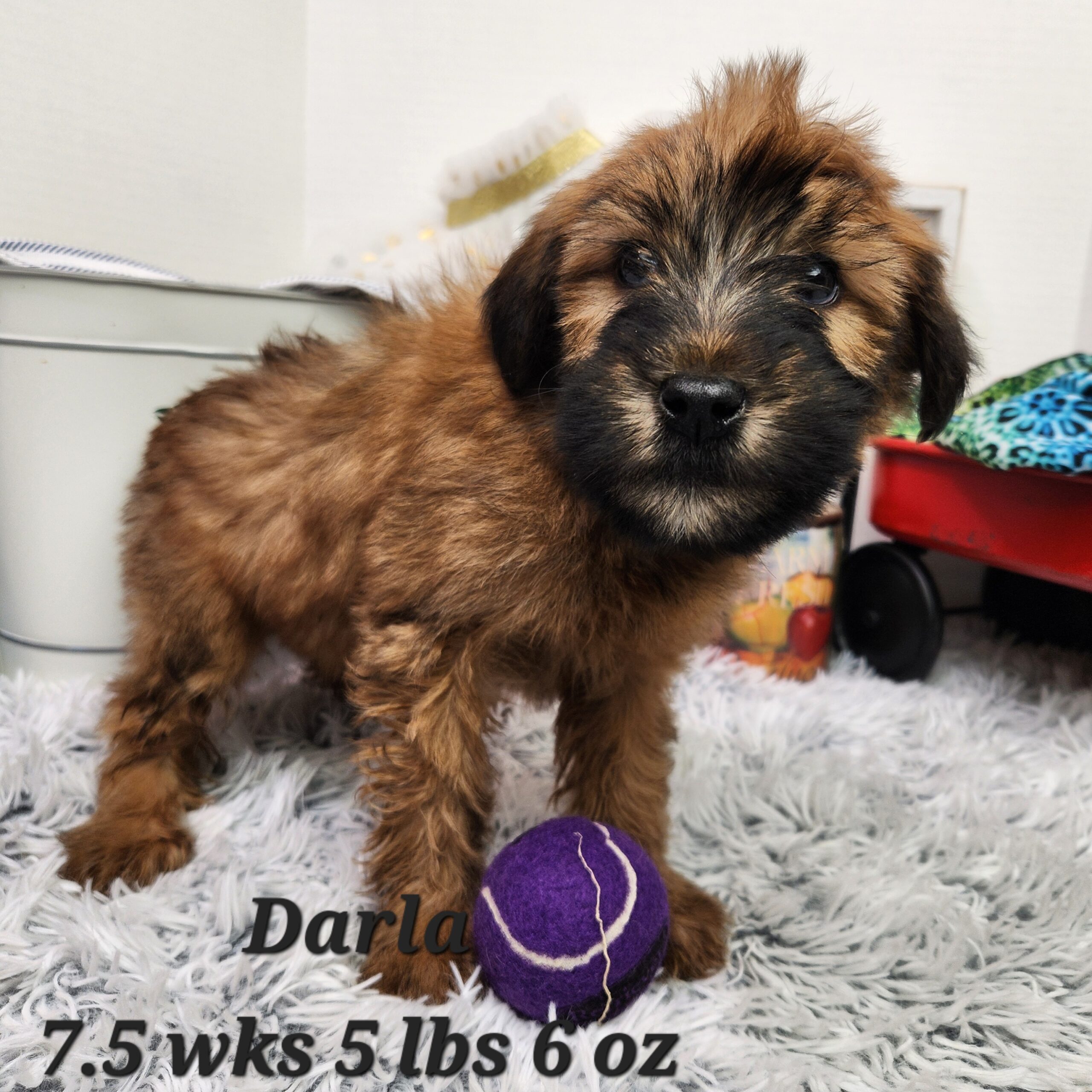 Male Great pyrenees crossed with Bernese mountain dog in Nebraska