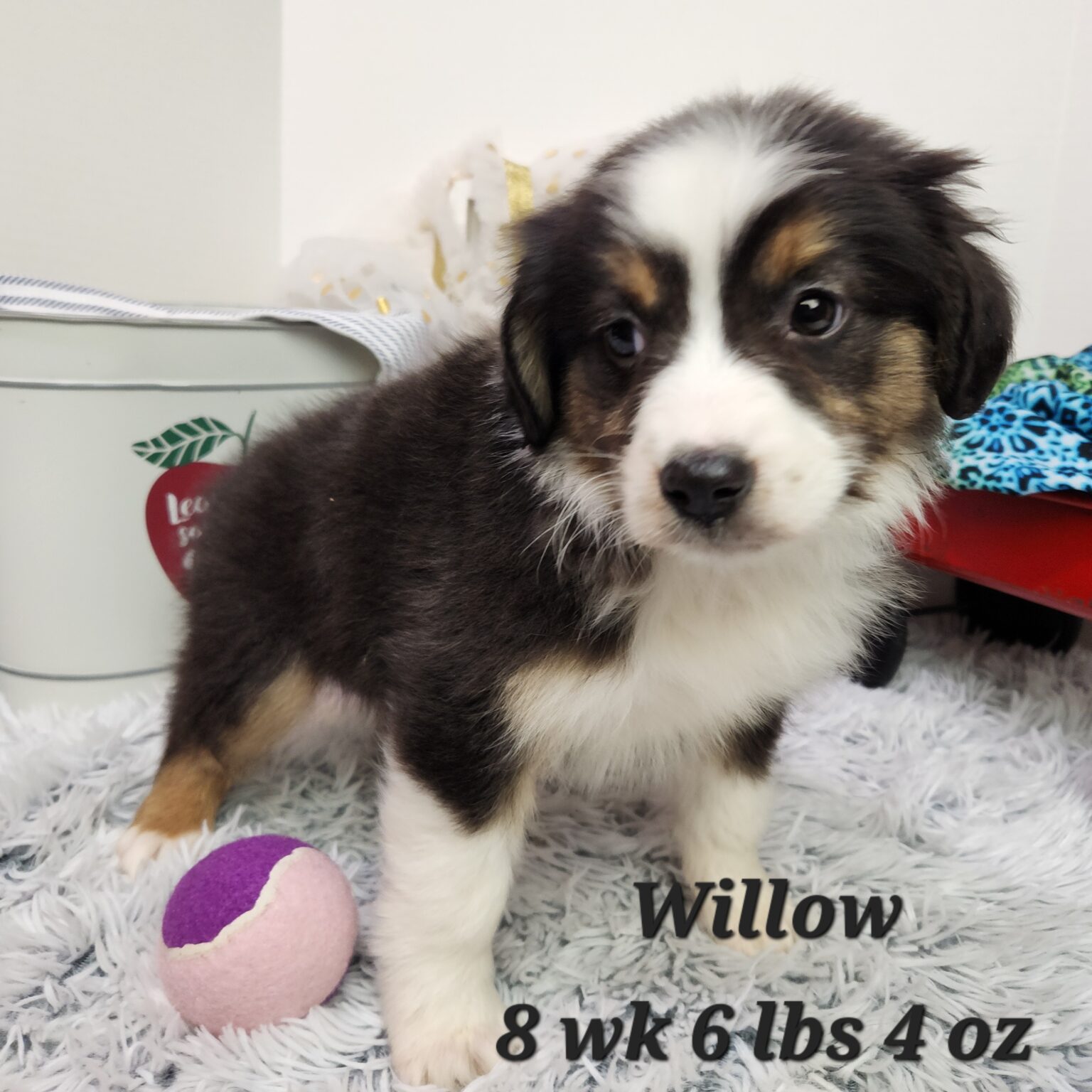 Willow