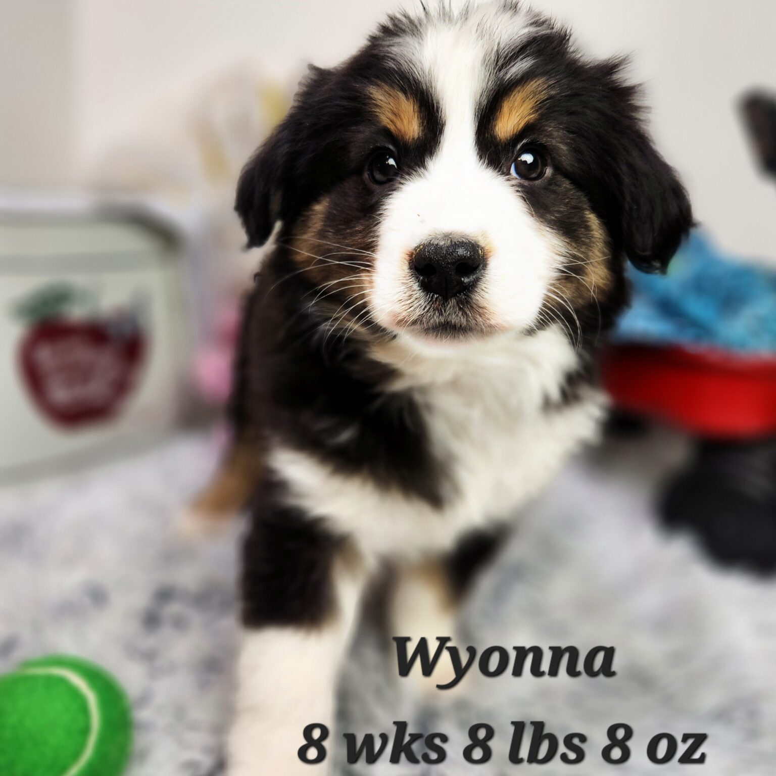 Wyonna