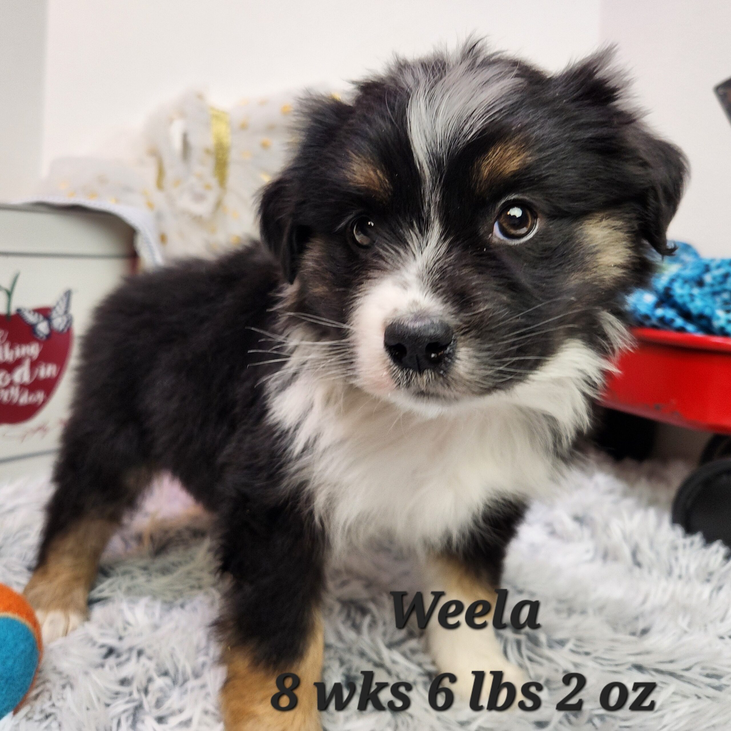 australian shepherd blue merle and white aussiedoodle aussiepoo