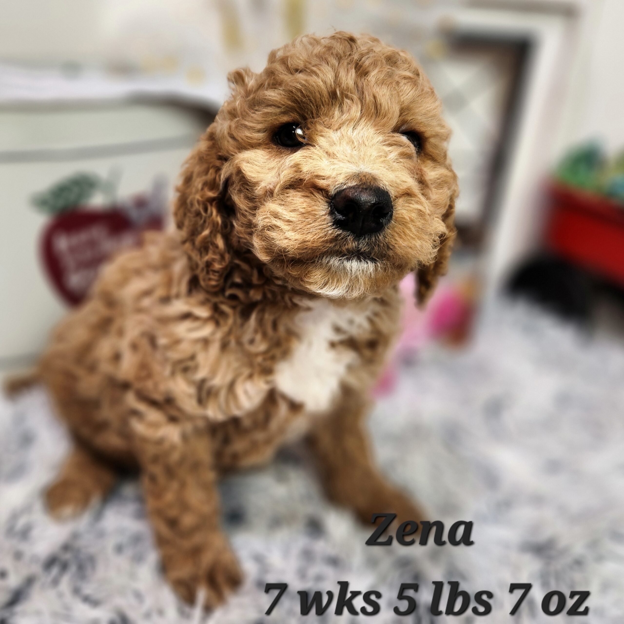 red male goldendoodle in Nebraska delivered through the united states