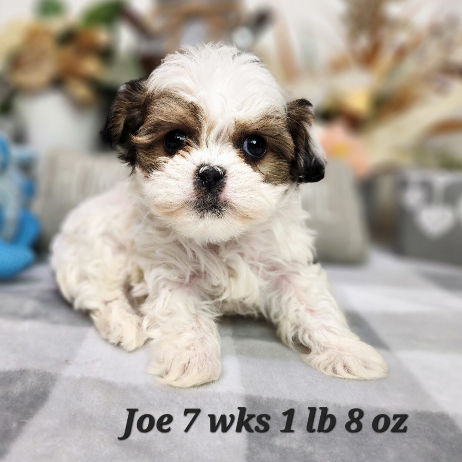 Joe