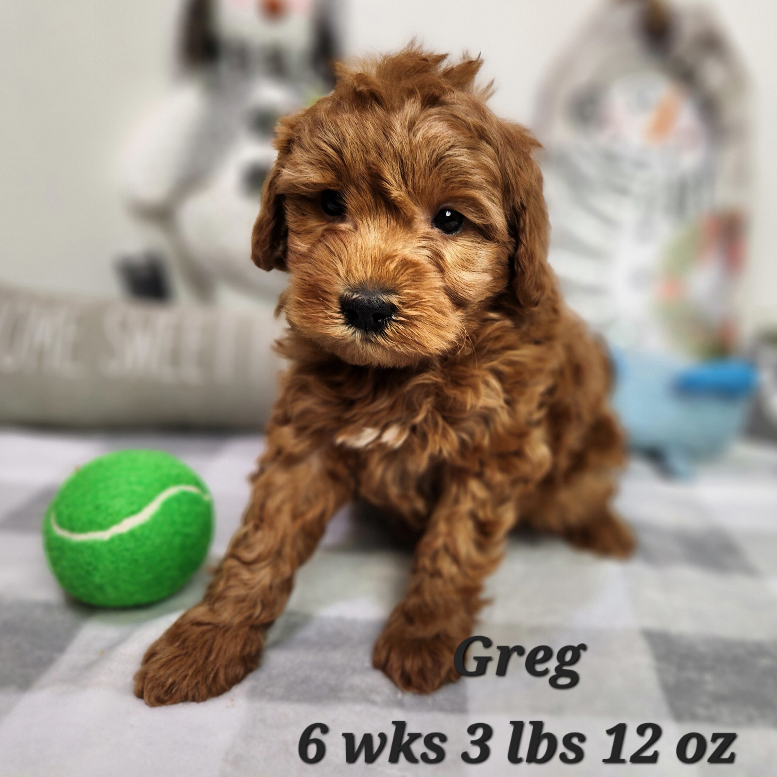 curly make miniature goldendoodle