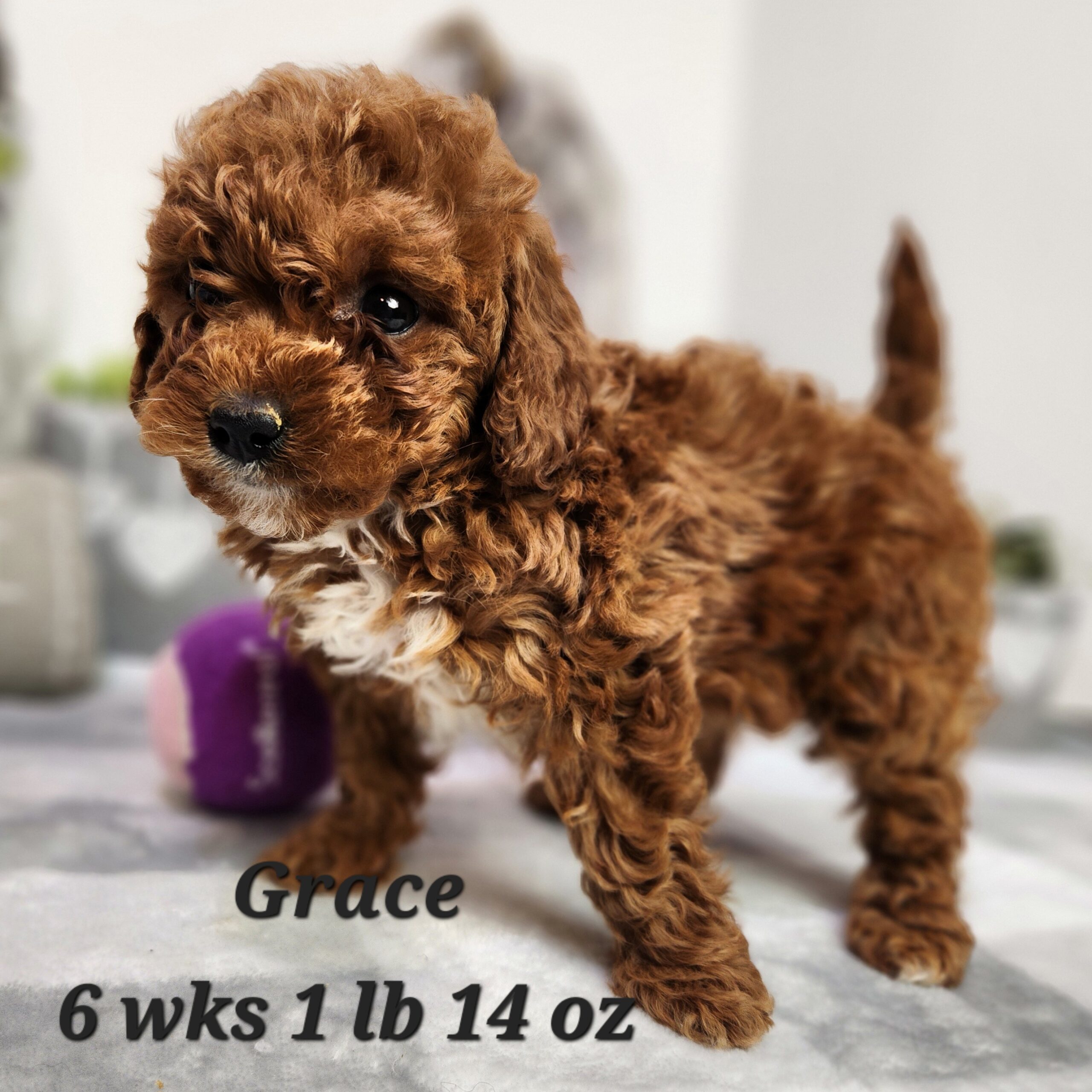 female miniature goldendoodle Goldend with a white chest