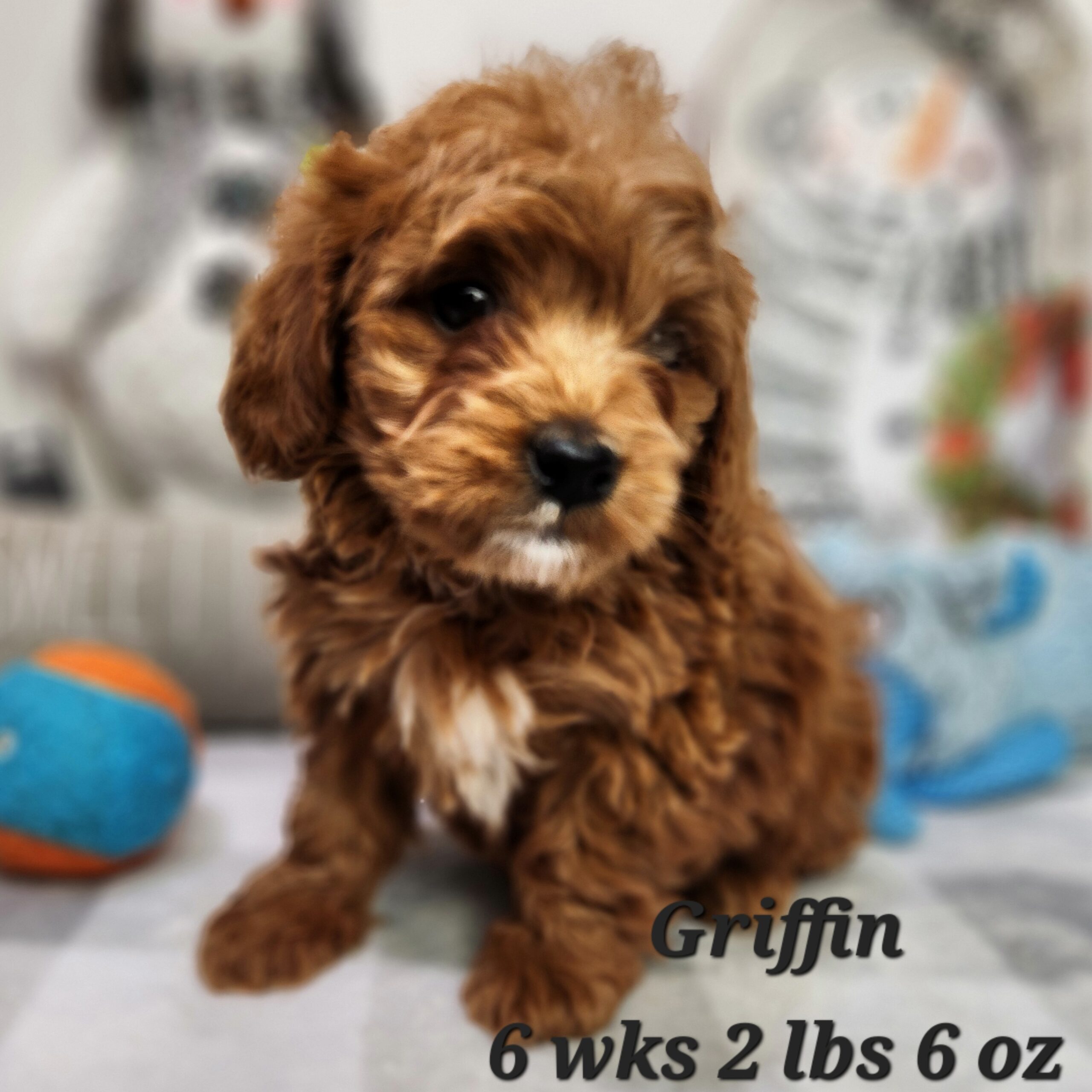 Male Miniature Goldendoodle red with white pactch on chest