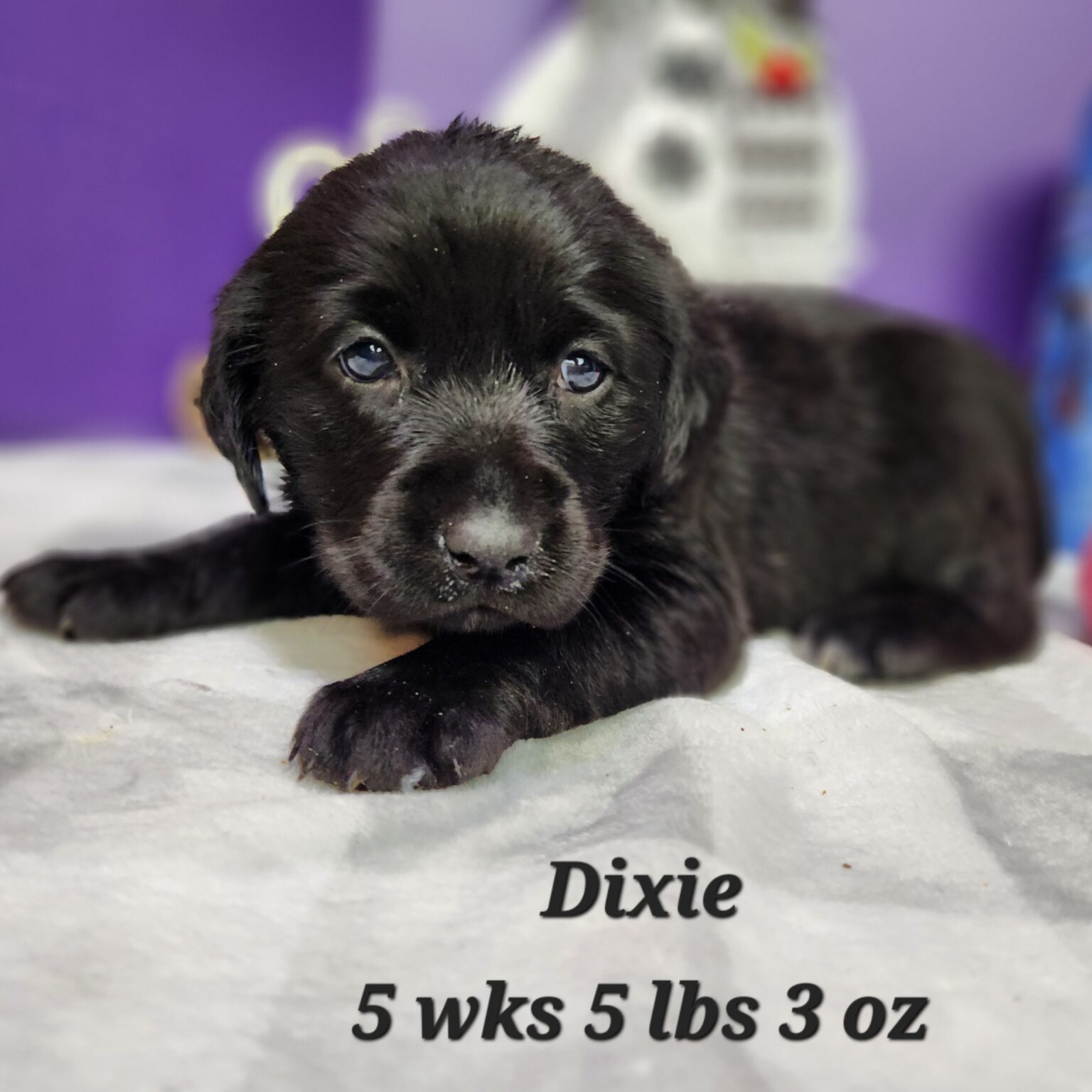 Dixie