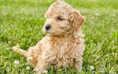 Ultimate Goldendoodle Guide: Everything You Need to Know About This Beloved Breed