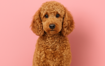 Poodles: Fun Facts About One of the World’s Smartest Dog Breeds