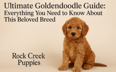 Ultimate Goldendoodle Guide: Everything You Need to Know About This Beloved Breed