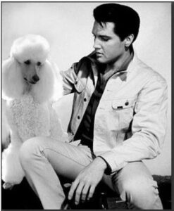 Elvis Presley: Fun Facts About Poodles