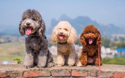 Poodles: Fun Facts About One of the World’s Smartest Dog Breeds