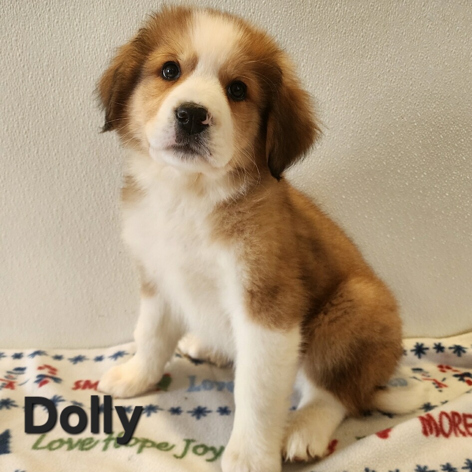 Great Bernese aka Great Pyrenees and Bernese Mountain dog puppy. Female in Nebraska