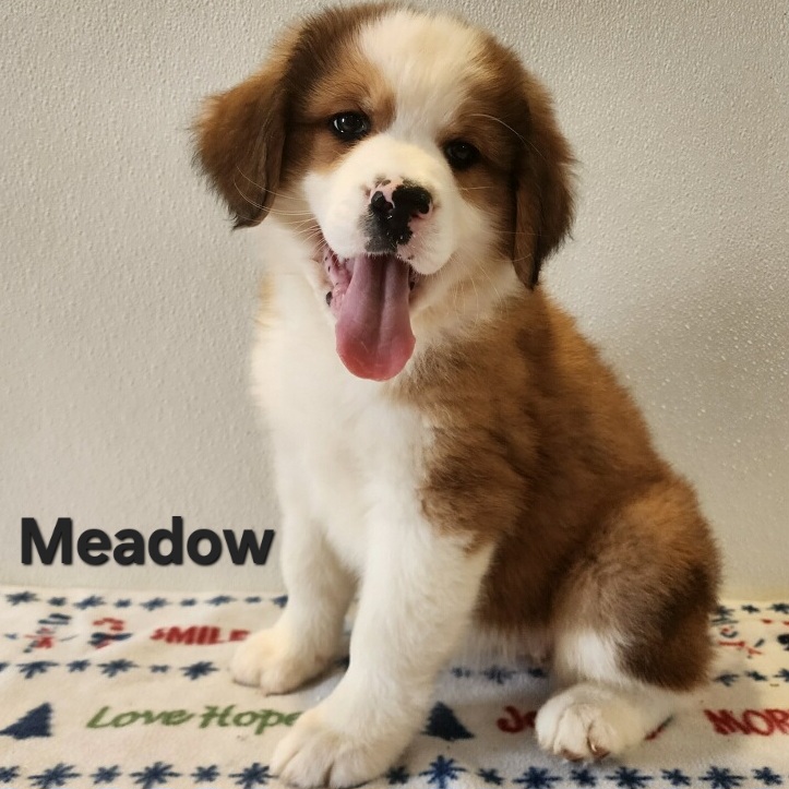 Great Bernese aka Great Pyrenees and Bernese Mountain dog puppy. Female in Nebraska