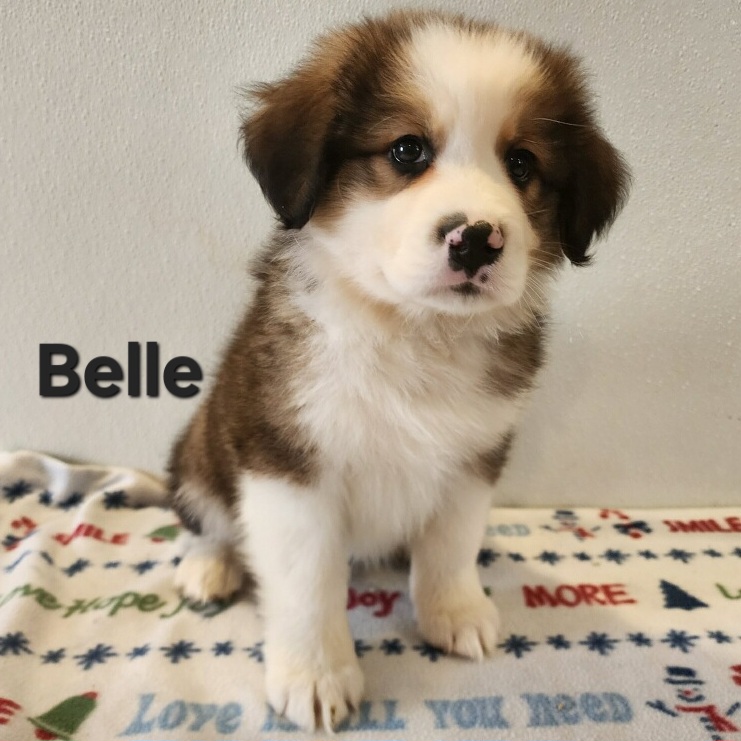 Great Bernese aka Great Pyrenees and Bernese Mountain dog puppy. Female in Nebraska