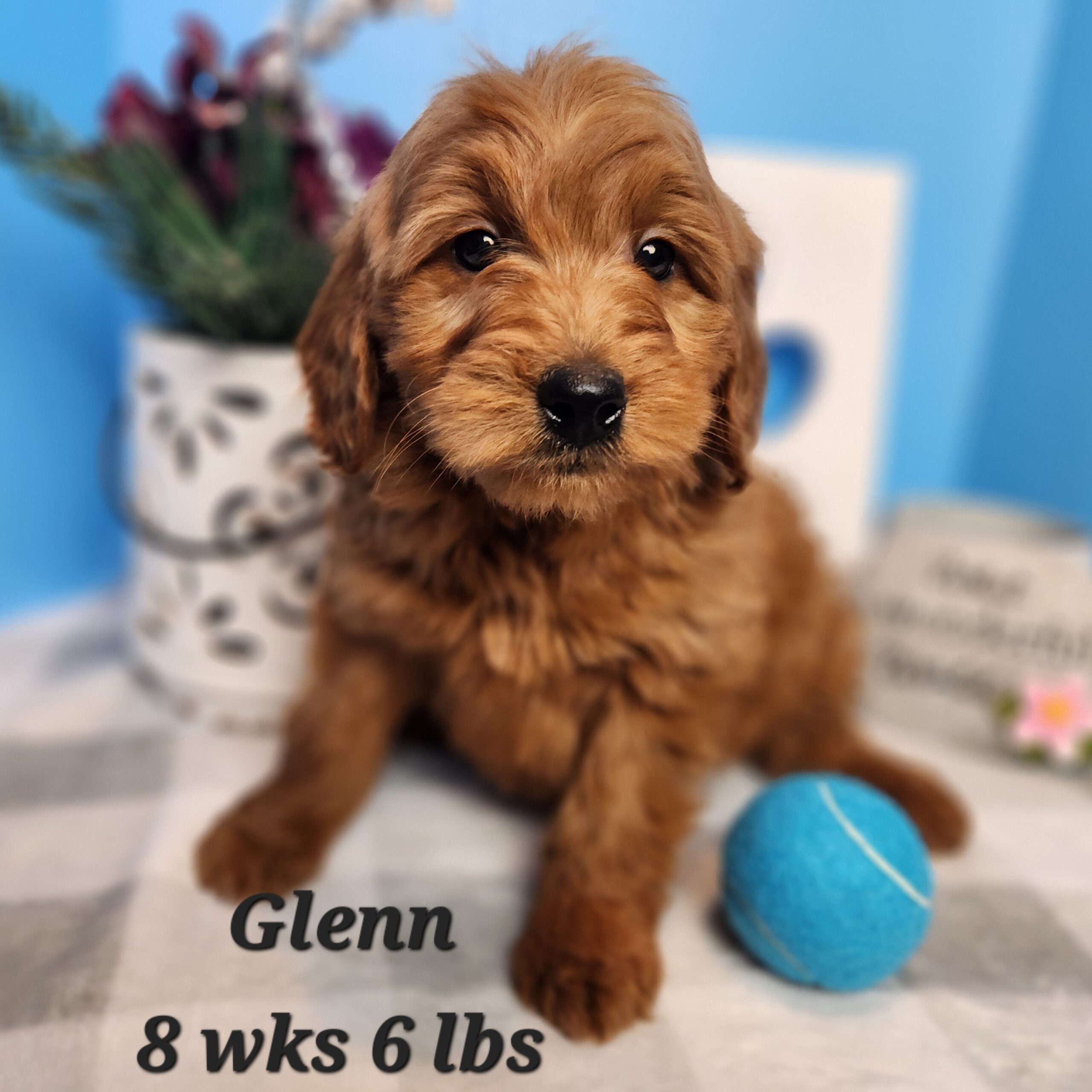 soft coated miniature goldendoodle red hair male.