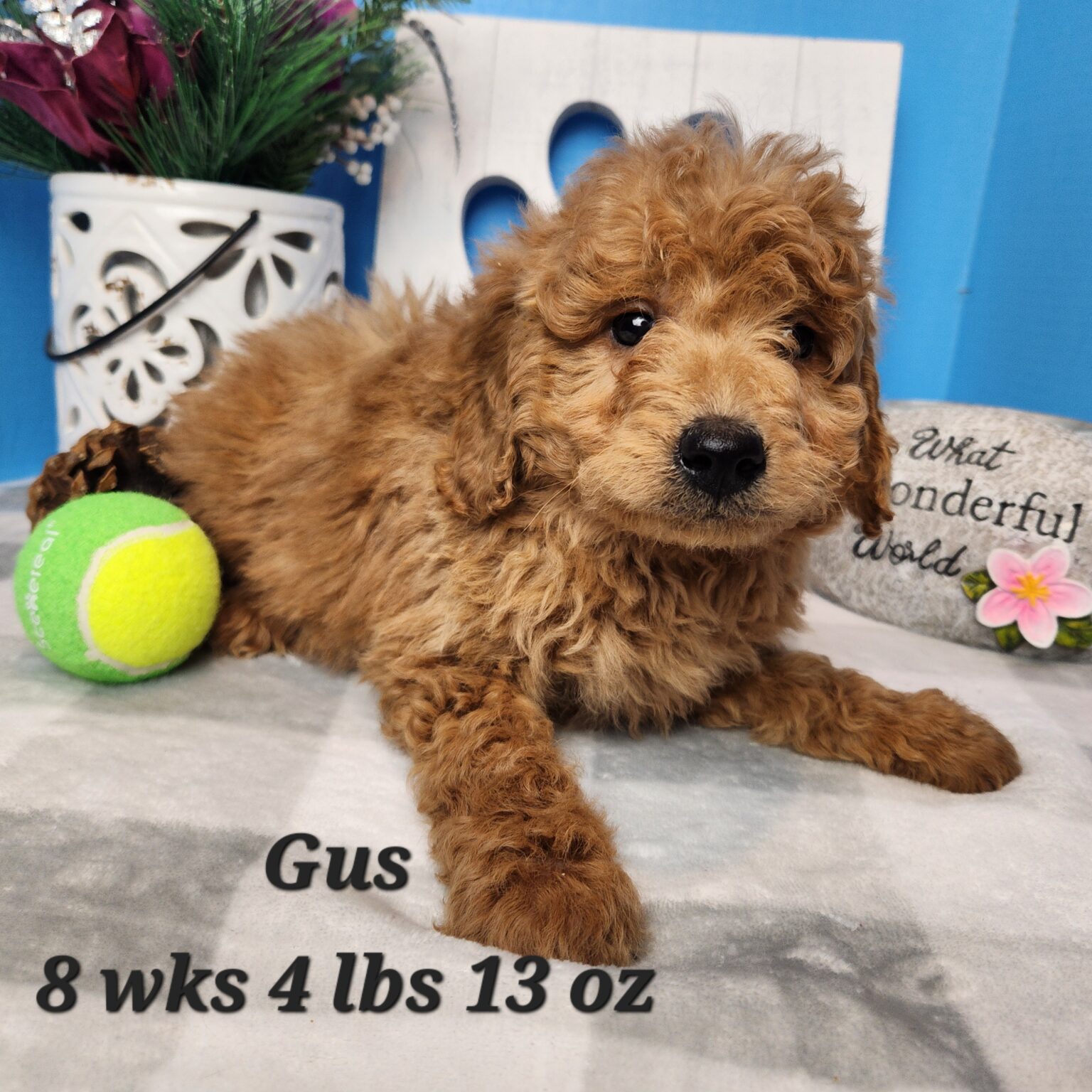 Gus