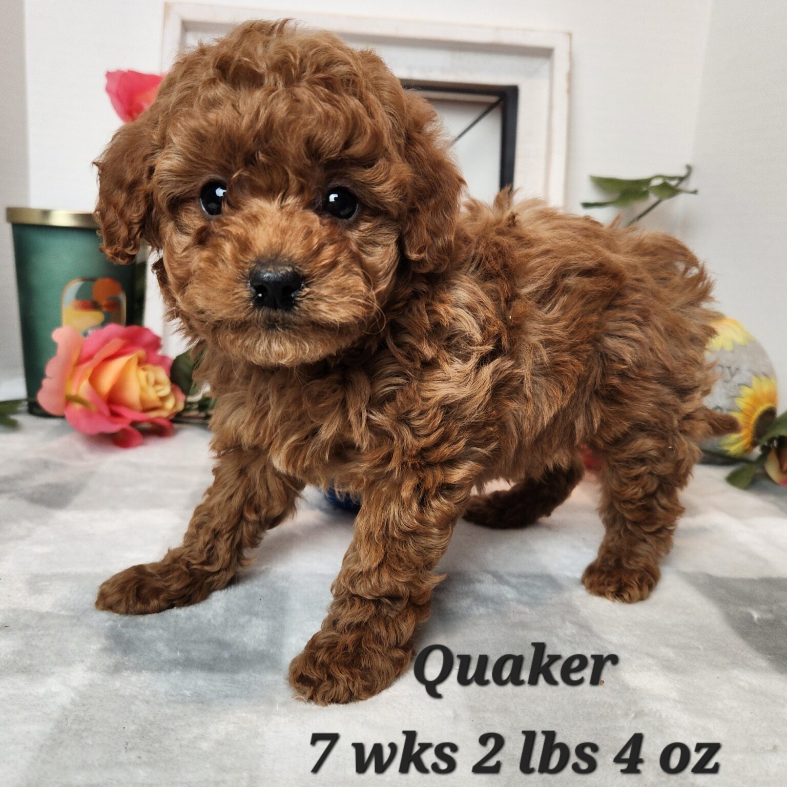 Quaker