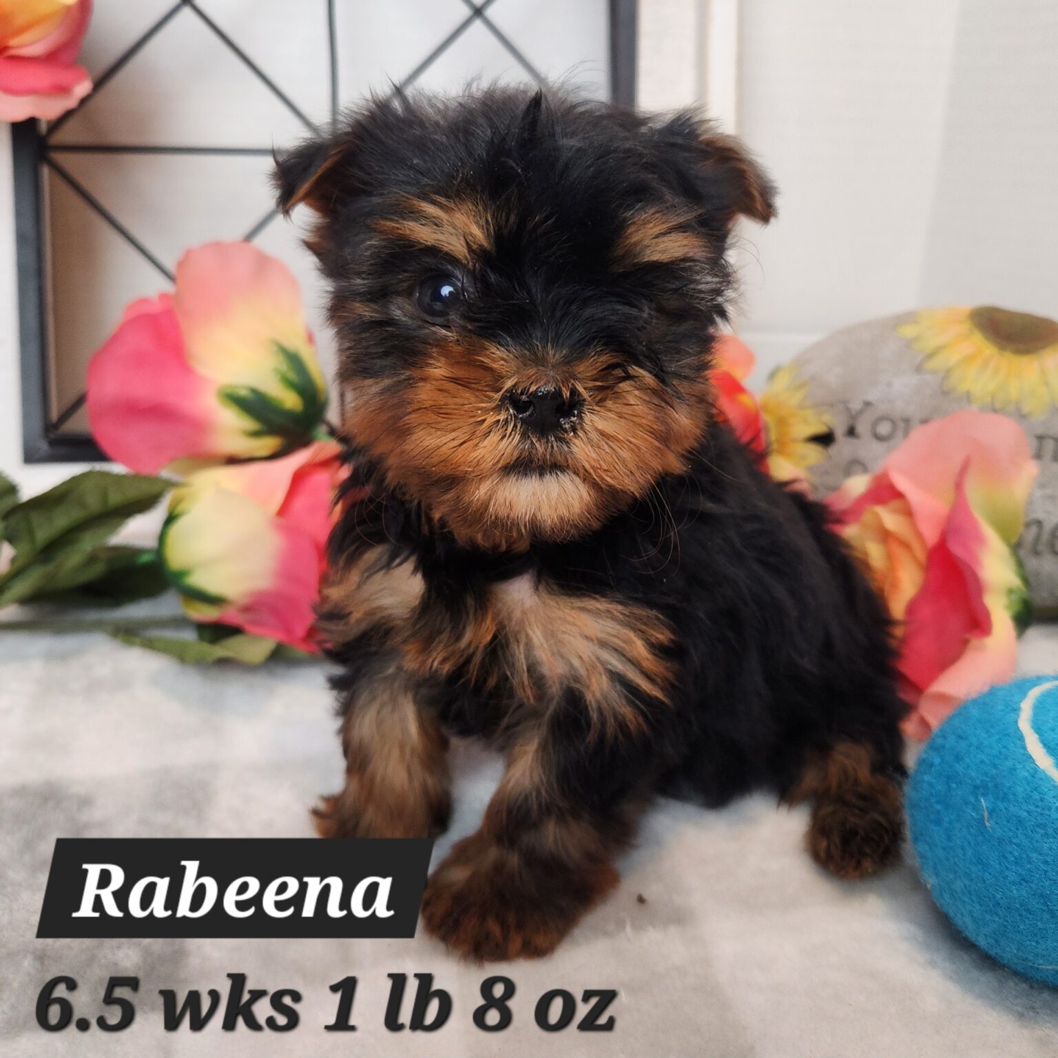 Rabeena