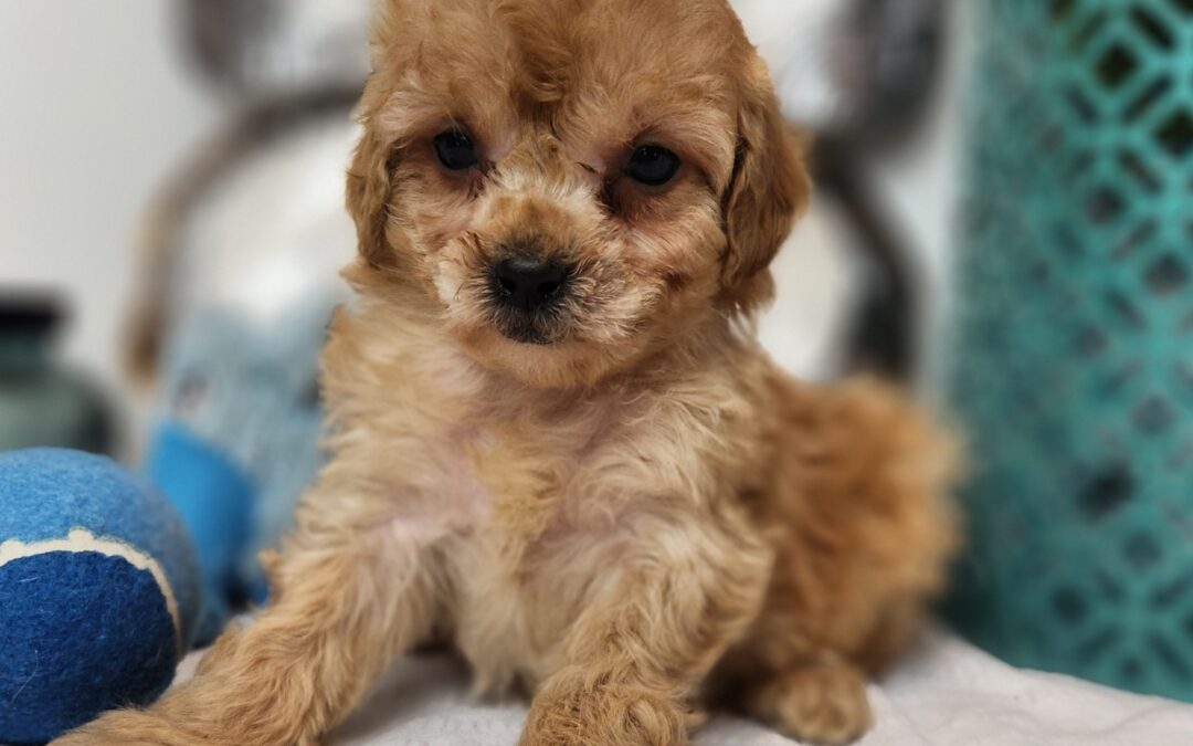 Clyde