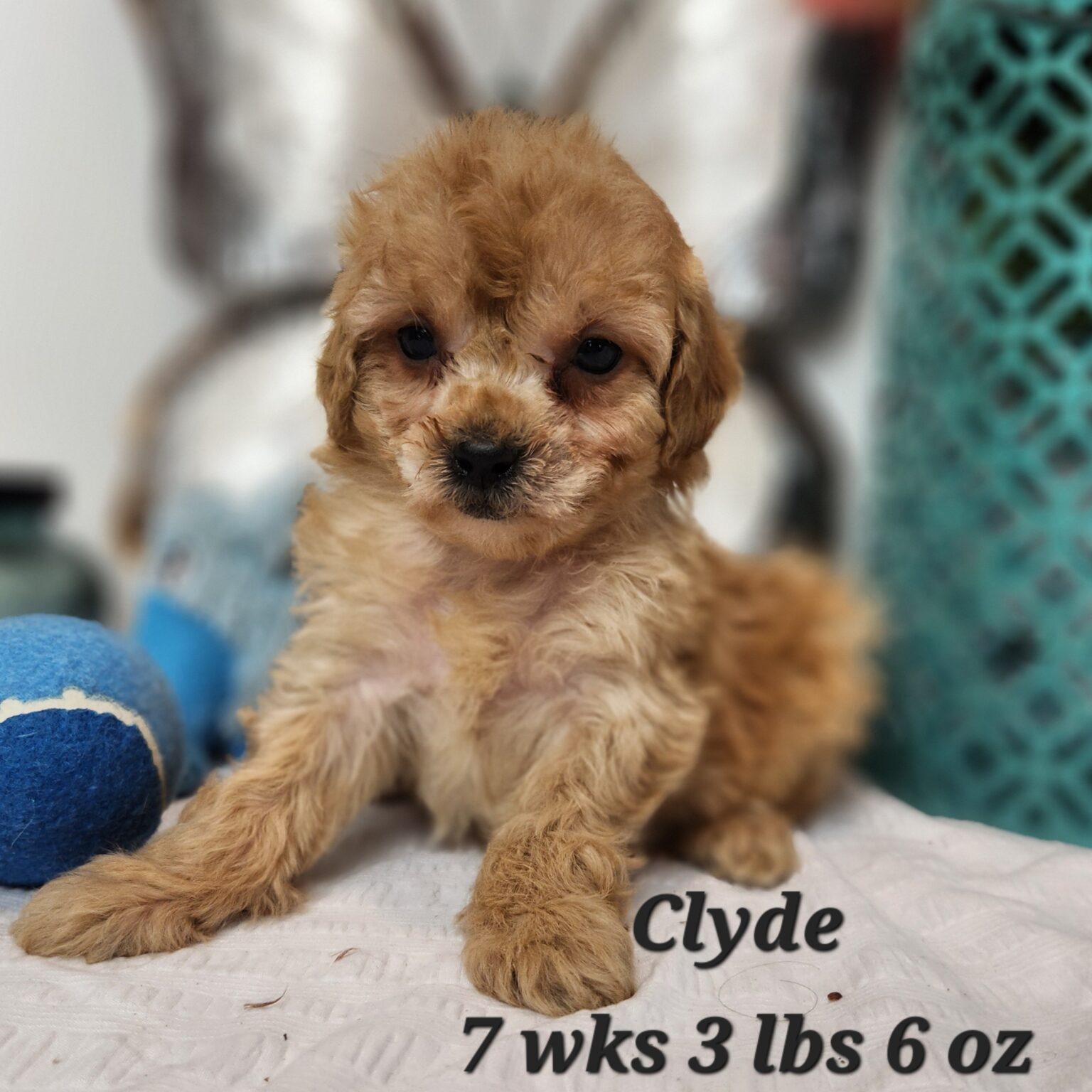 Clyde