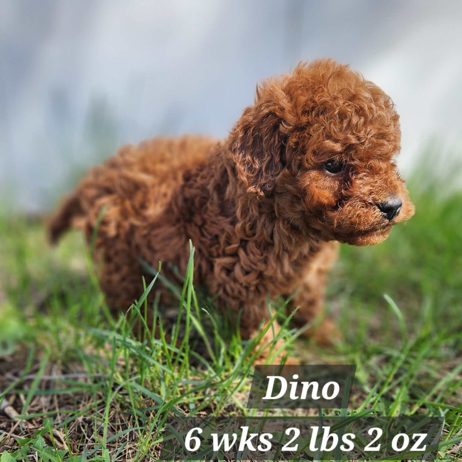 Dino