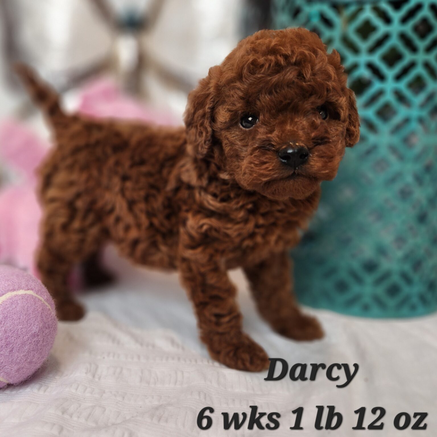 Darcy