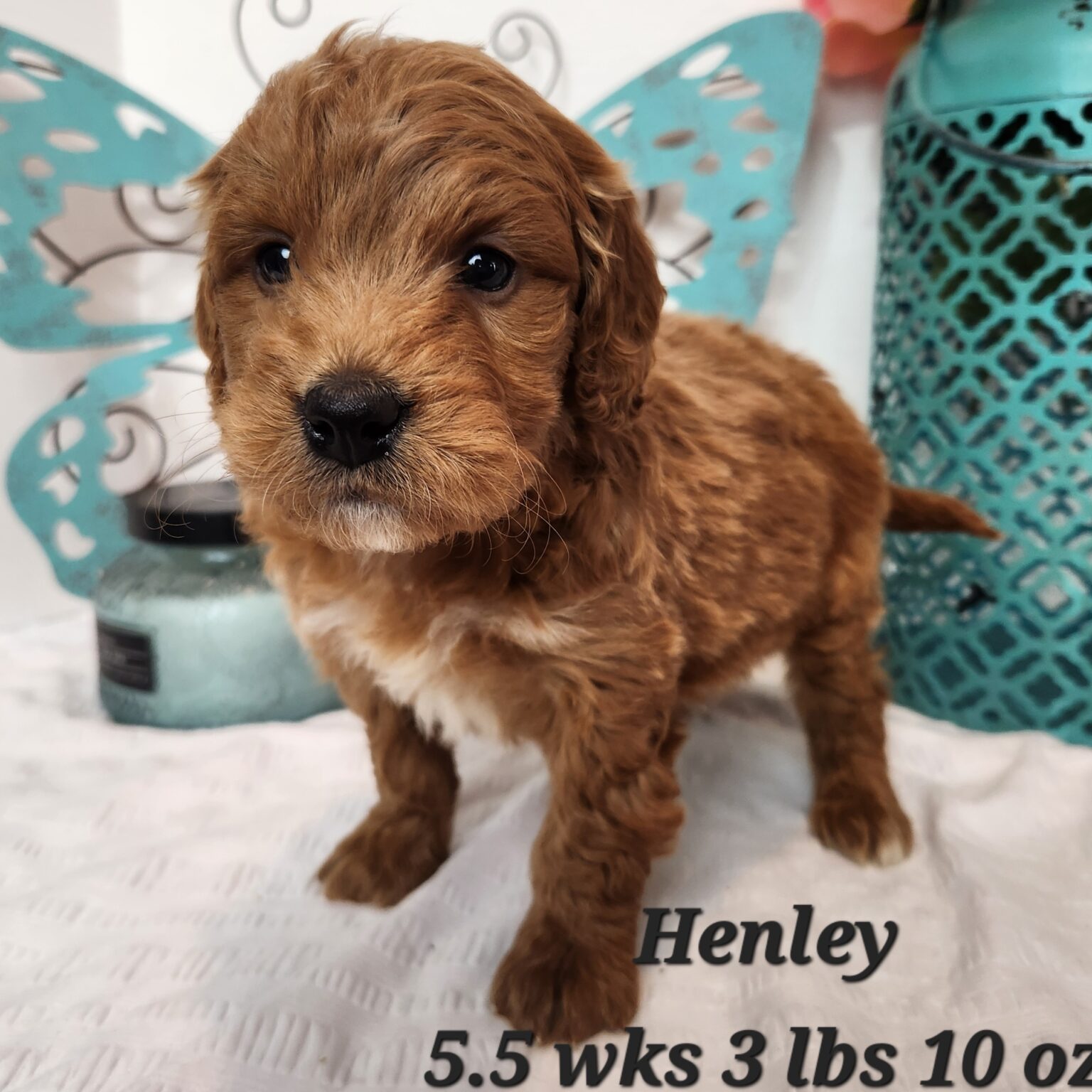 Henley