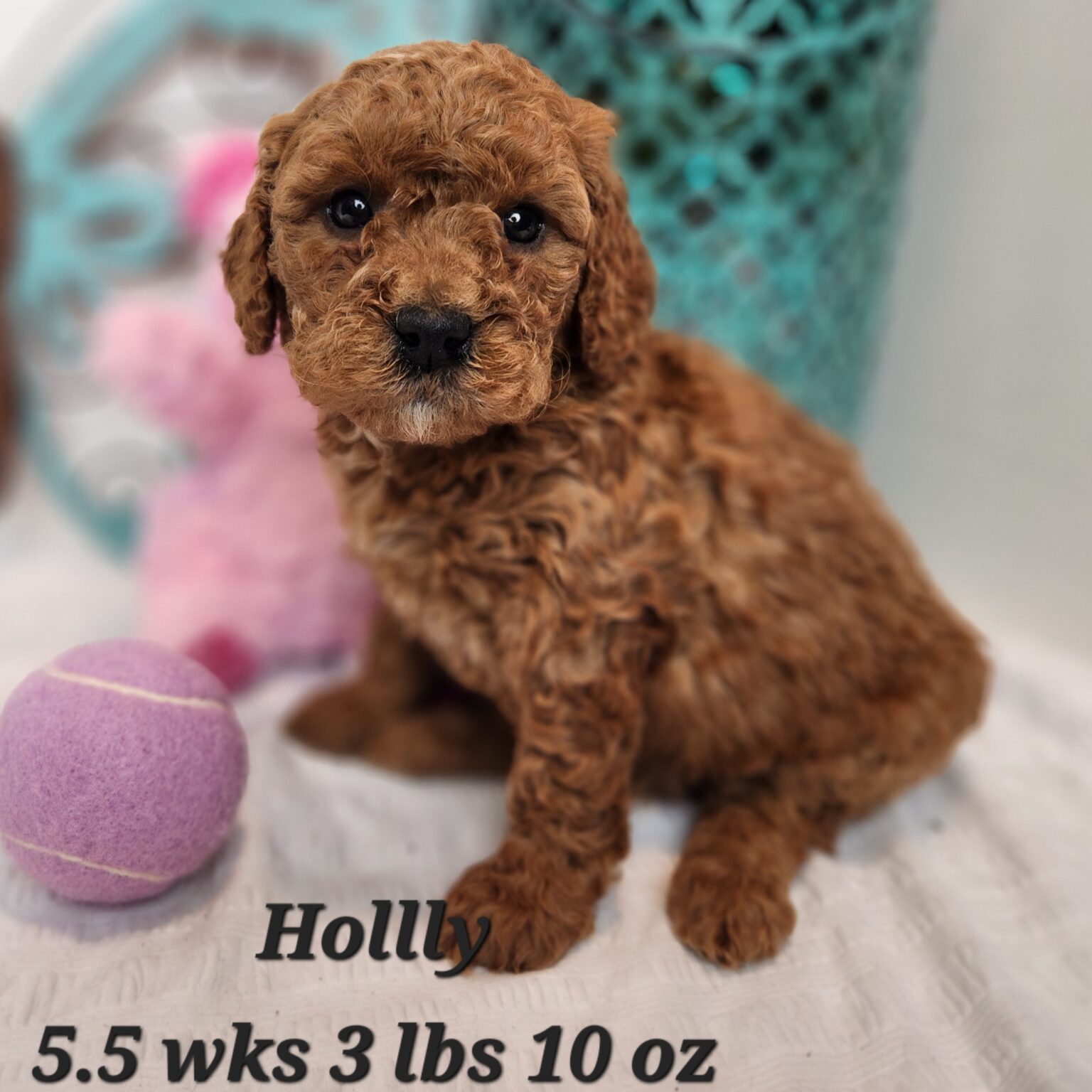 Holly