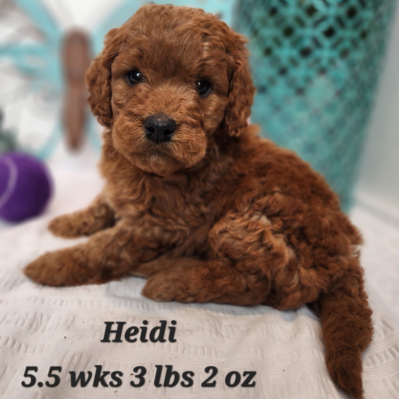 Heidi